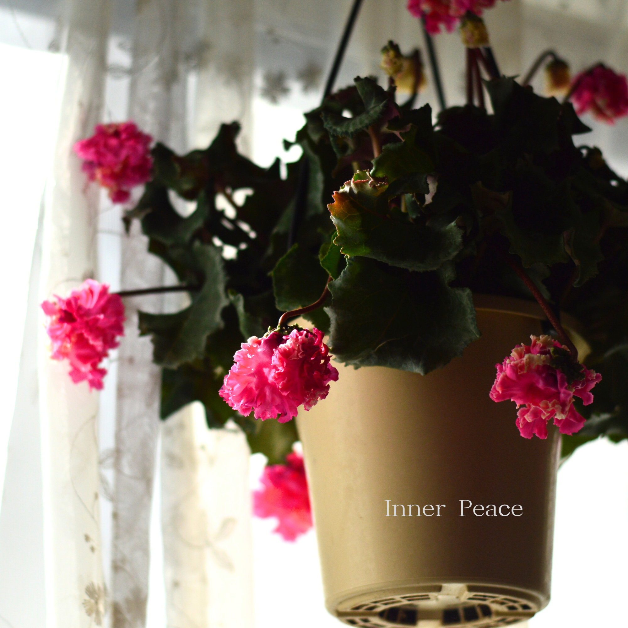 【見上げて楽しむ】 シクラメン 『FLOW～er～フローエル・A』　　５号鉢