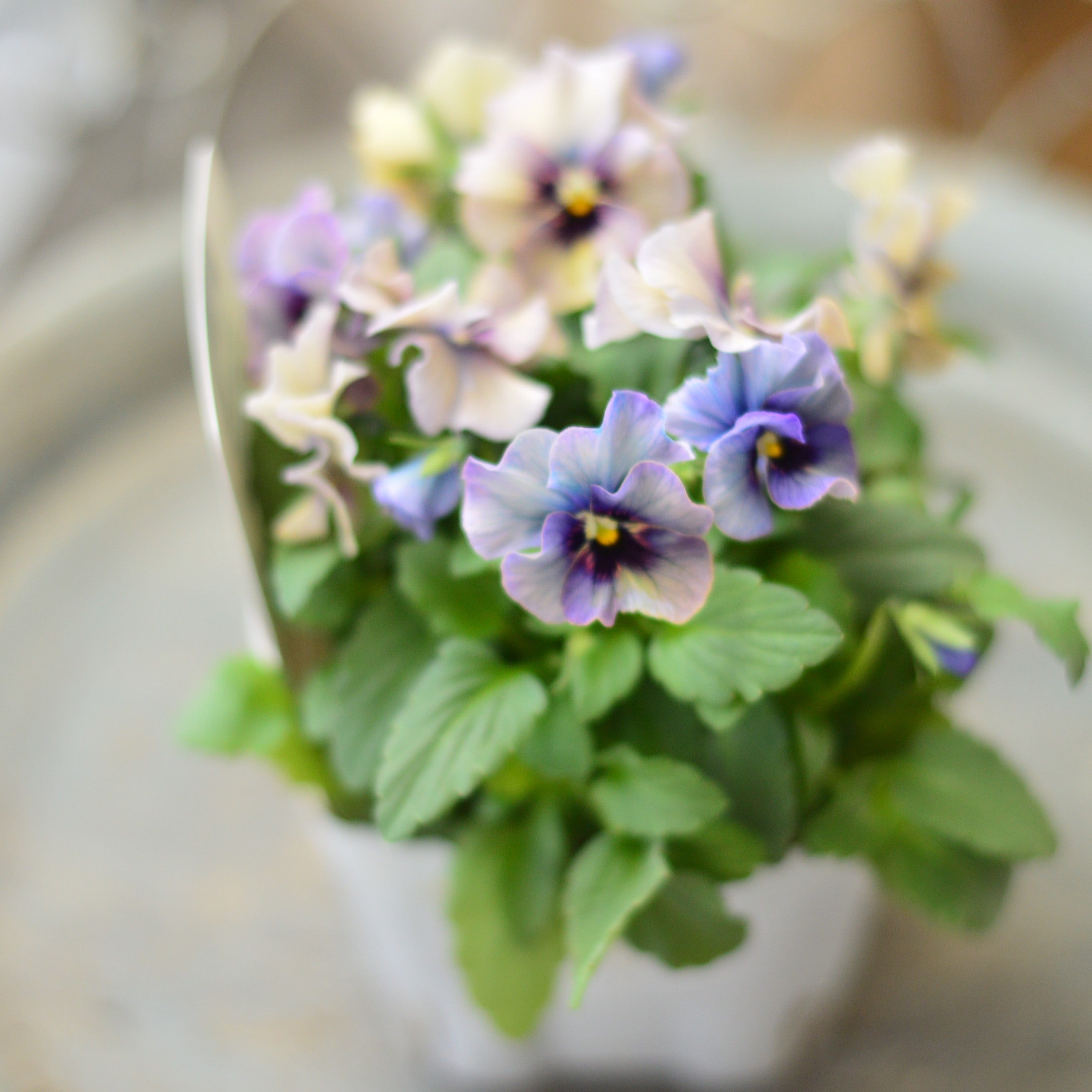 【Special】 北島園芸さんのビオラ　『コルティルーチェ・A』　3.5寸POT