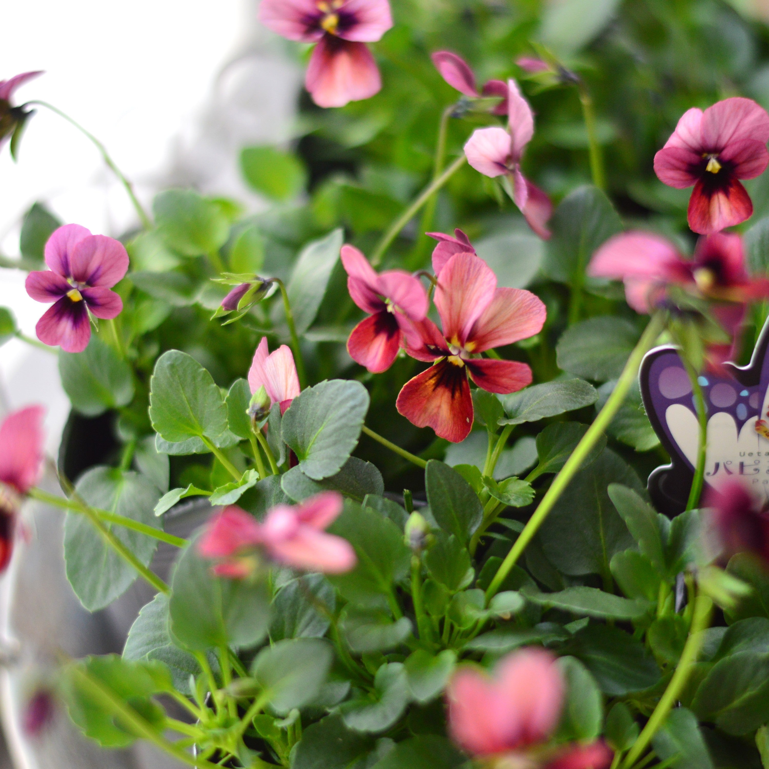 【うえたさん育種】 ビオラ 『パピヨンワールド・A』　　3.5寸POT