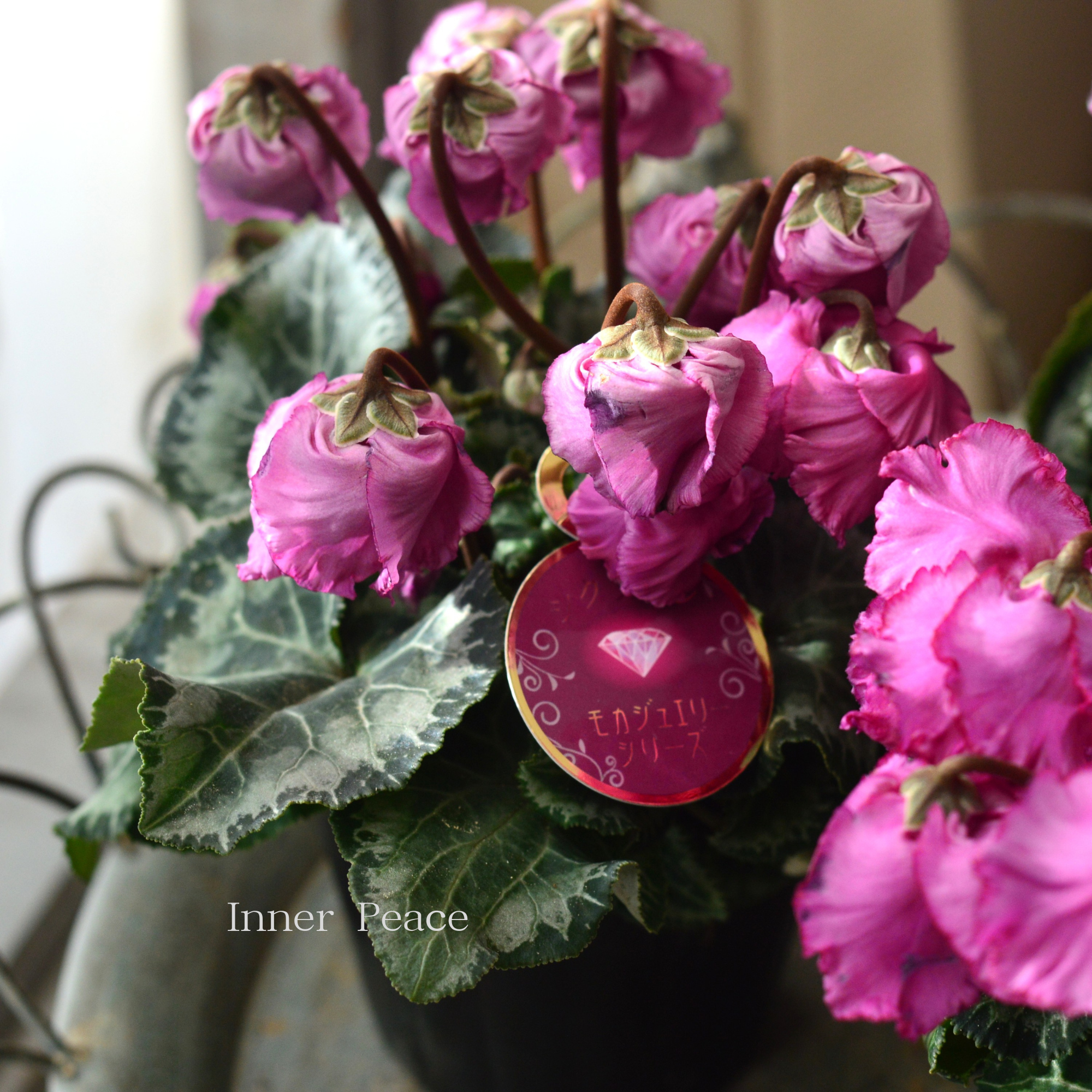 ミニチュアフラワー クレイ小花 千趣会マンスリークラブ 24鉢 未使用 麻野間園芸さん】 ミニシクラメン 『モカジュエリー・Aタイプ』 3寸POT