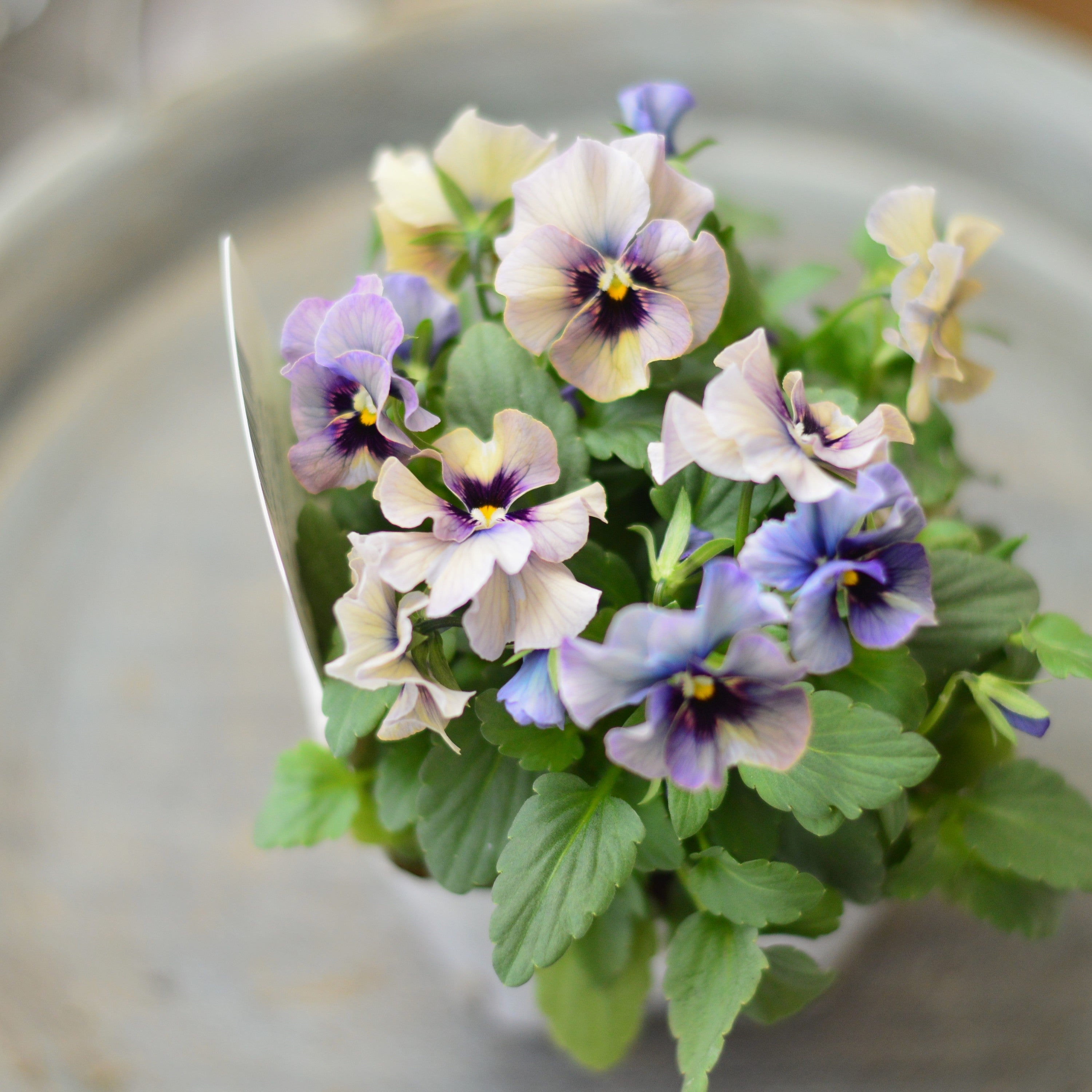 【Special】 北島園芸さんのビオラ　『コルティルーチェ・A』　3.5寸POT