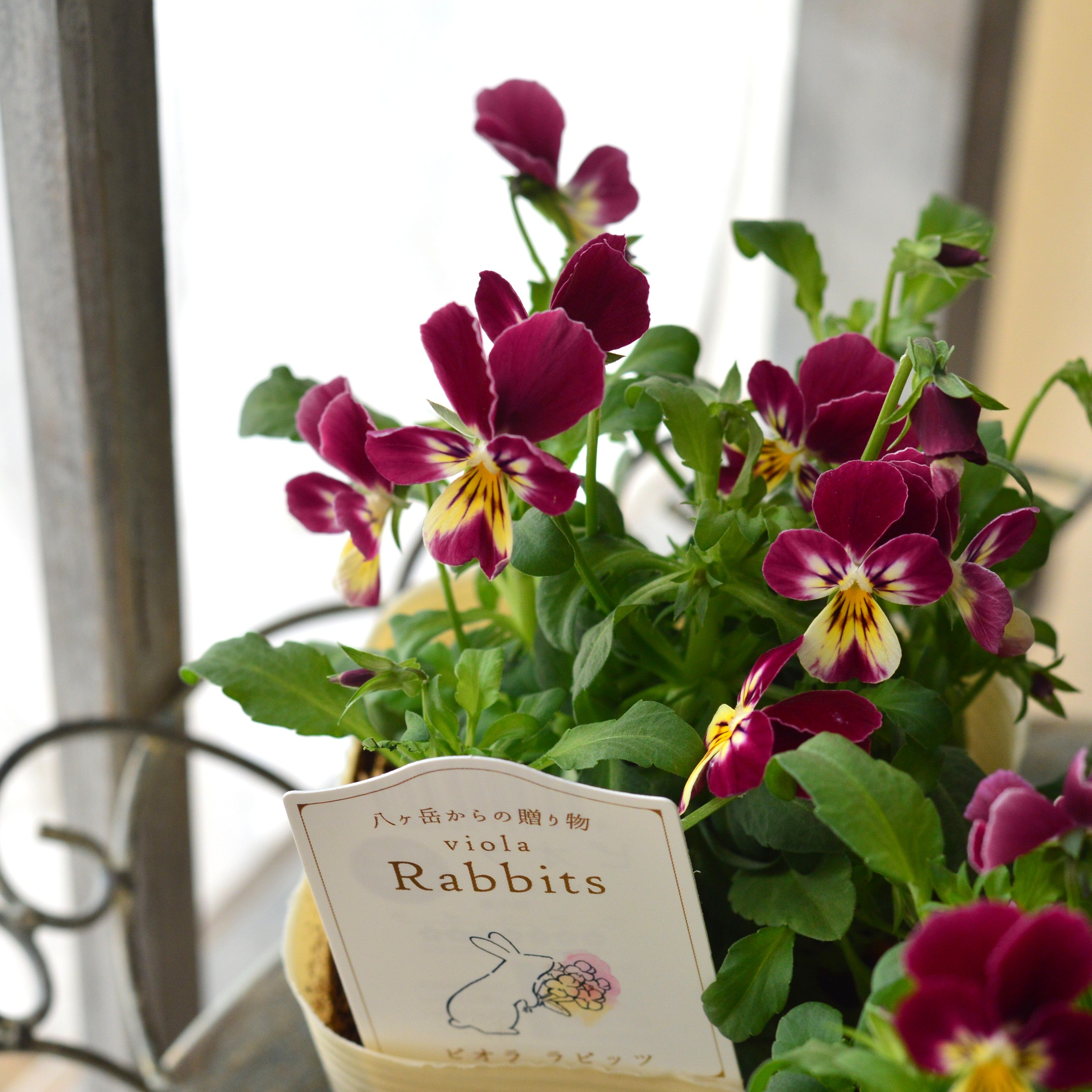 【VEGIHANA FARMさん】 ビオラ　『ラビッツ・B』　　3.5寸POT