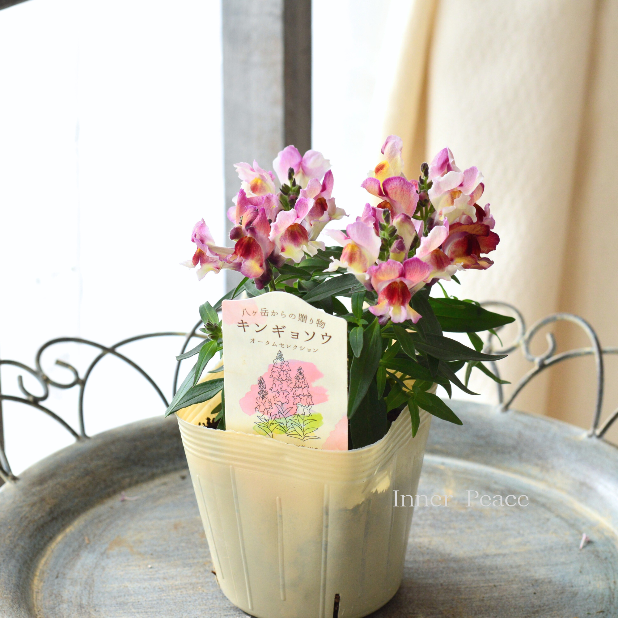 【かわいい】 キンギョソウ　『オータムセレクション　A』　　3寸ロングPOT