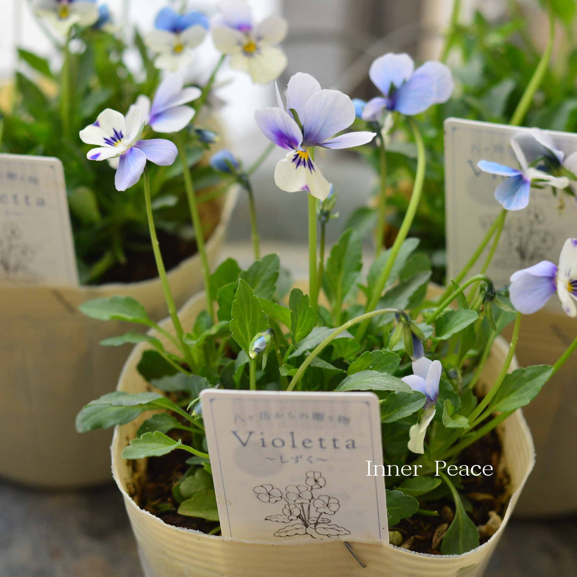 【VEGIHANA FARMさん】 小輪ビオラ　『ビオレッタ・しずく　A』　　3.5寸POT