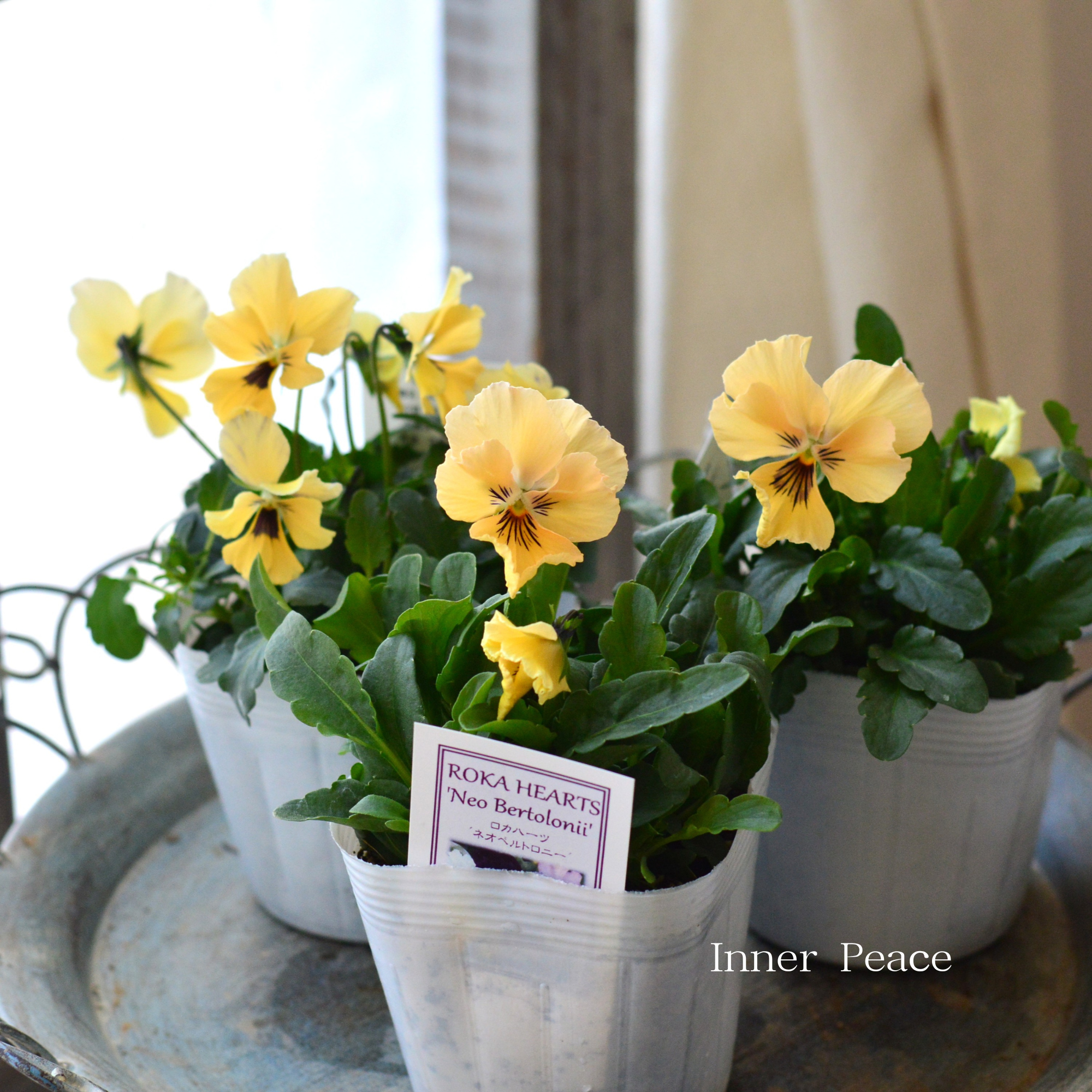 【美しい】 ビオラ　ロカハーツ　『ネオベルトロニー・B』　　3.5寸POT