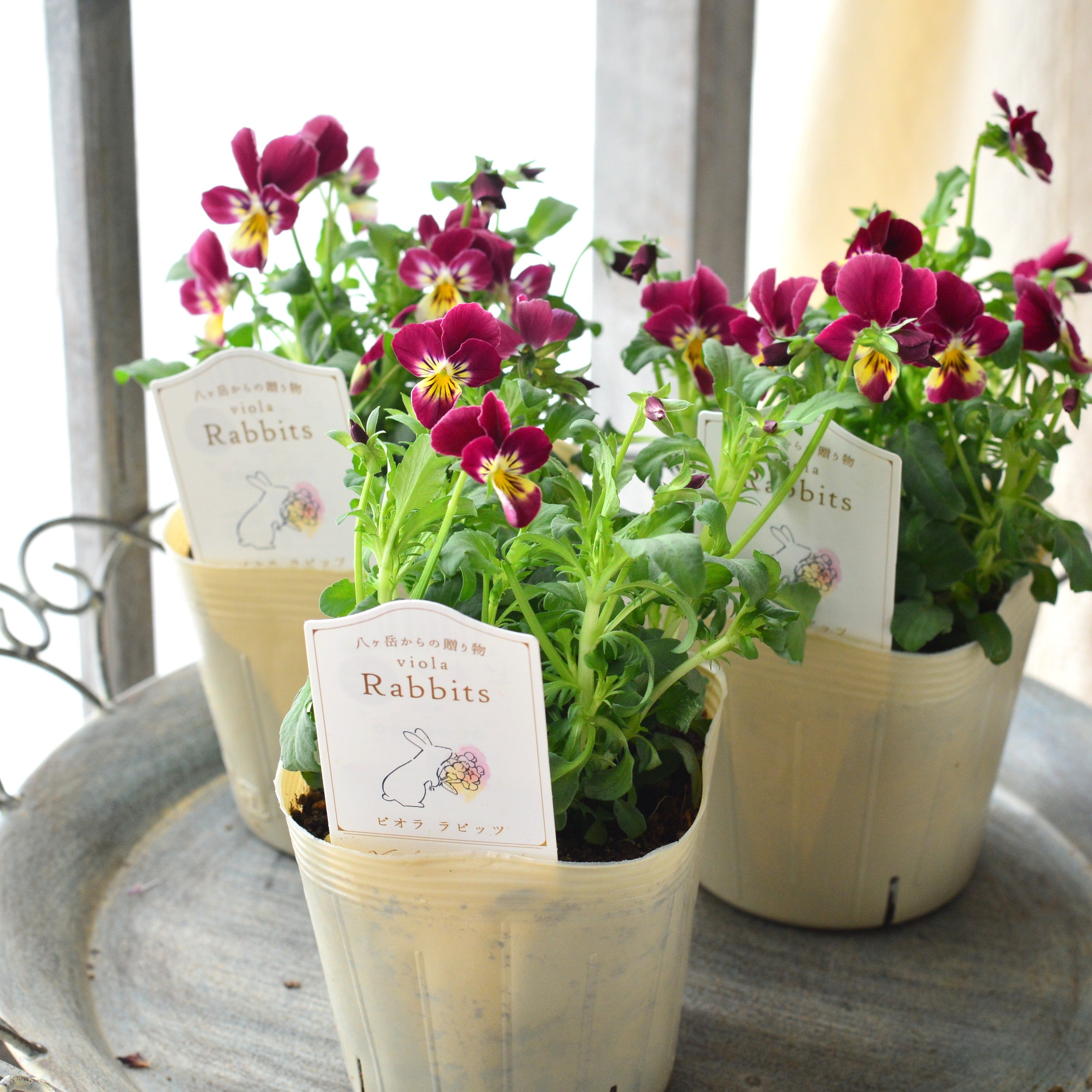 【VEGIHANA FARMさん】 ビオラ　『ラビッツ・B』　　3.5寸POT