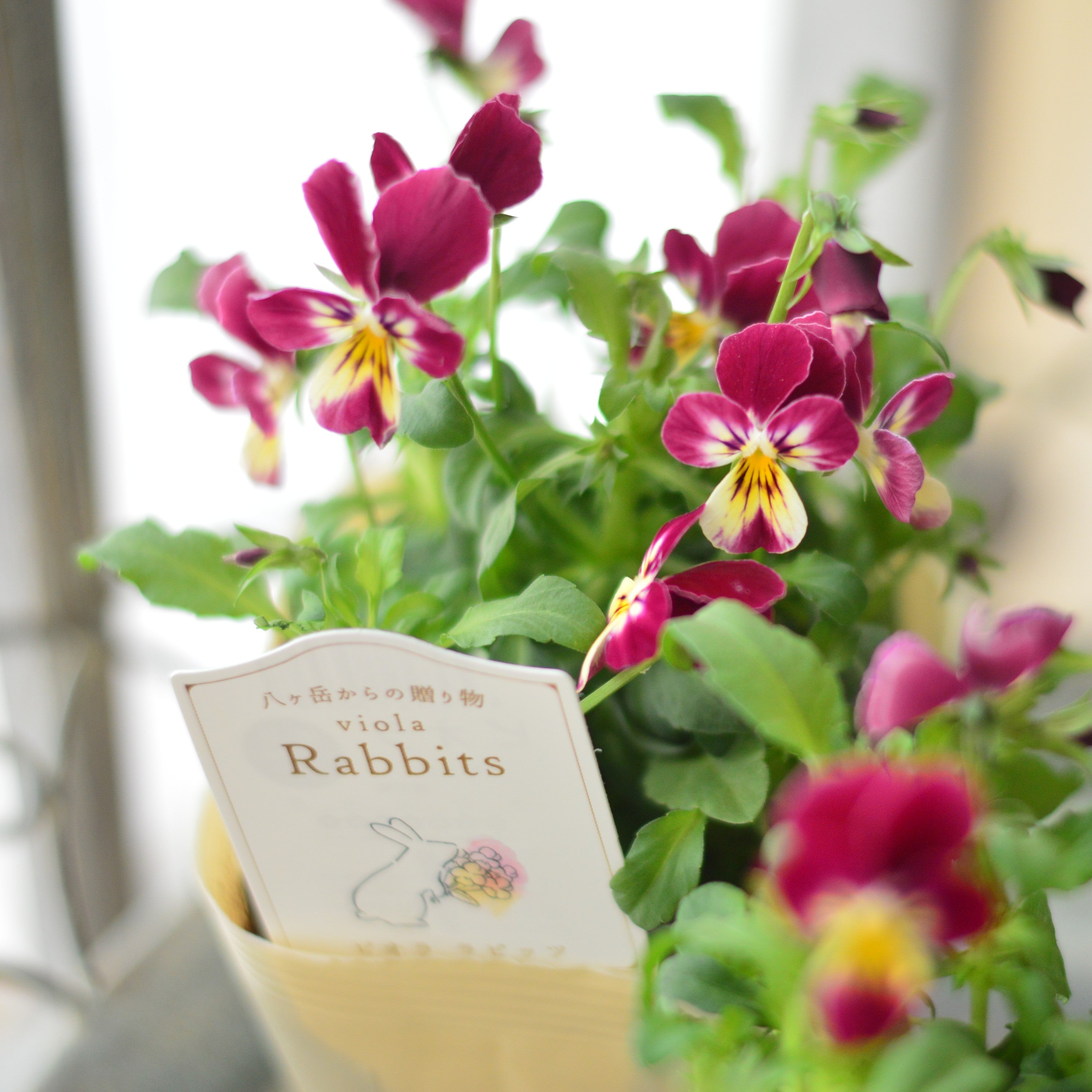 【VEGIHANA FARMさん】 ビオラ　『ラビッツ・B』　　3.5寸POT