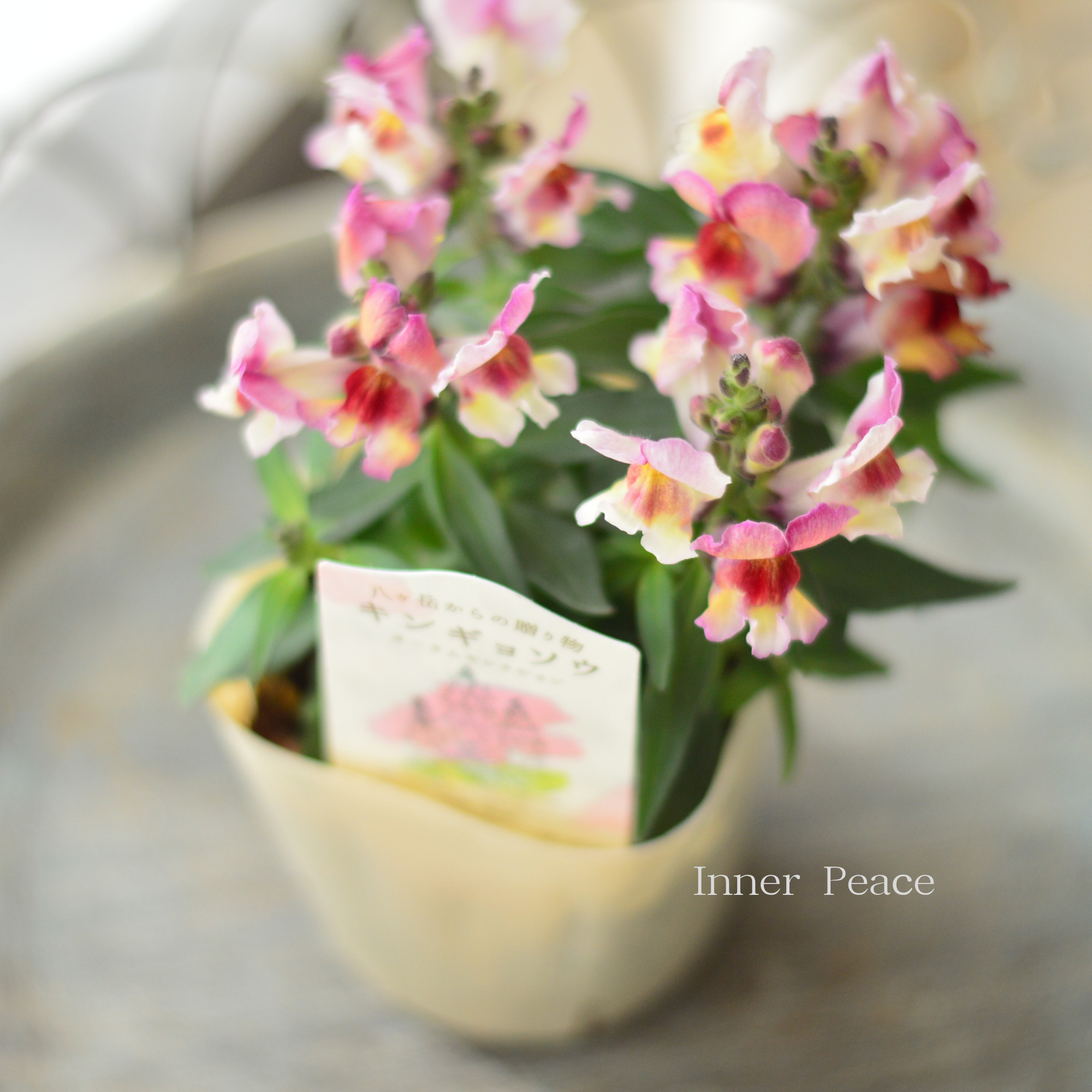 【かわいい】 キンギョソウ　『オータムセレクション　A』　　3寸ロングPOT