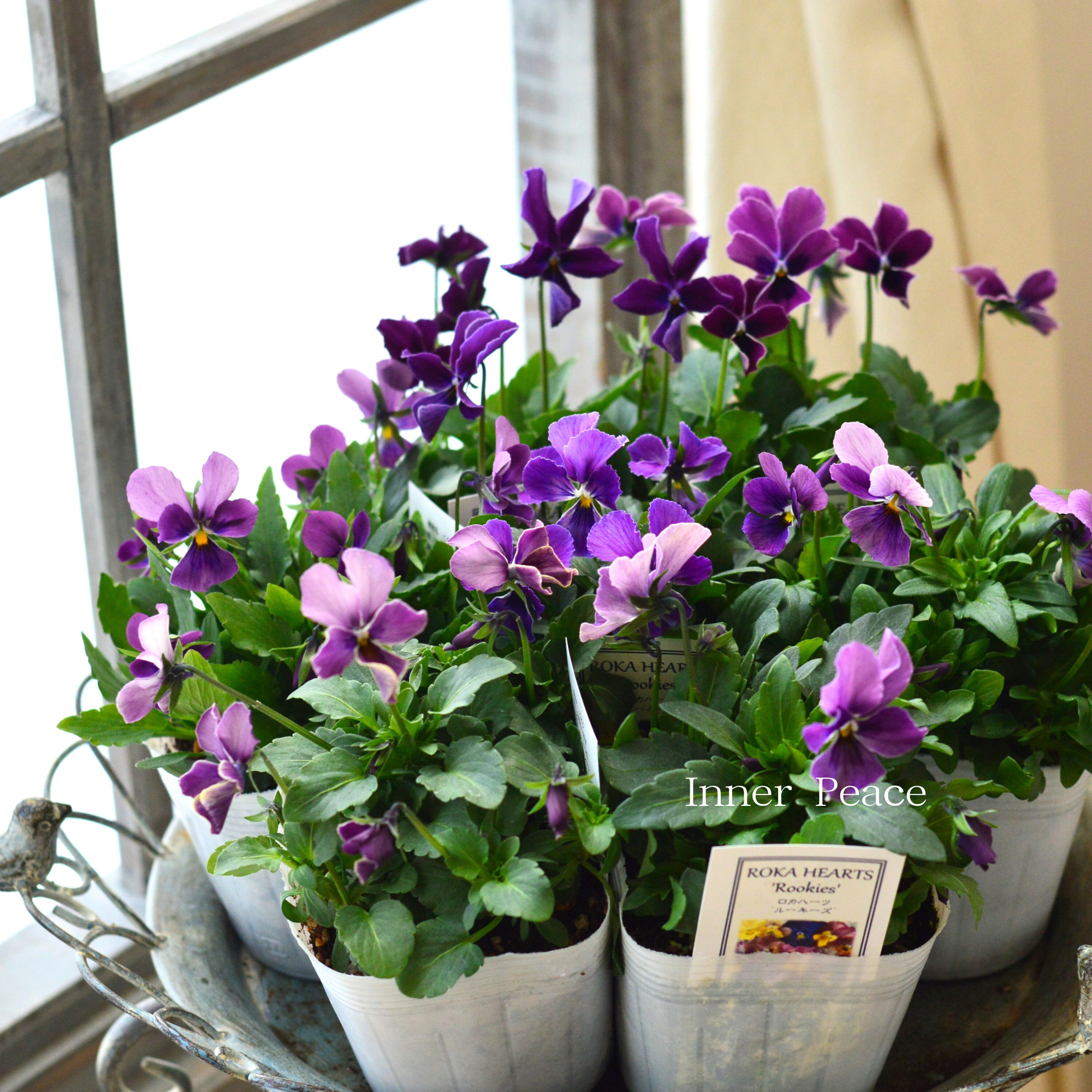 【美しい】 ビオラ　ロカハーツ　『ルーキーズ・A』　　3.5寸POT