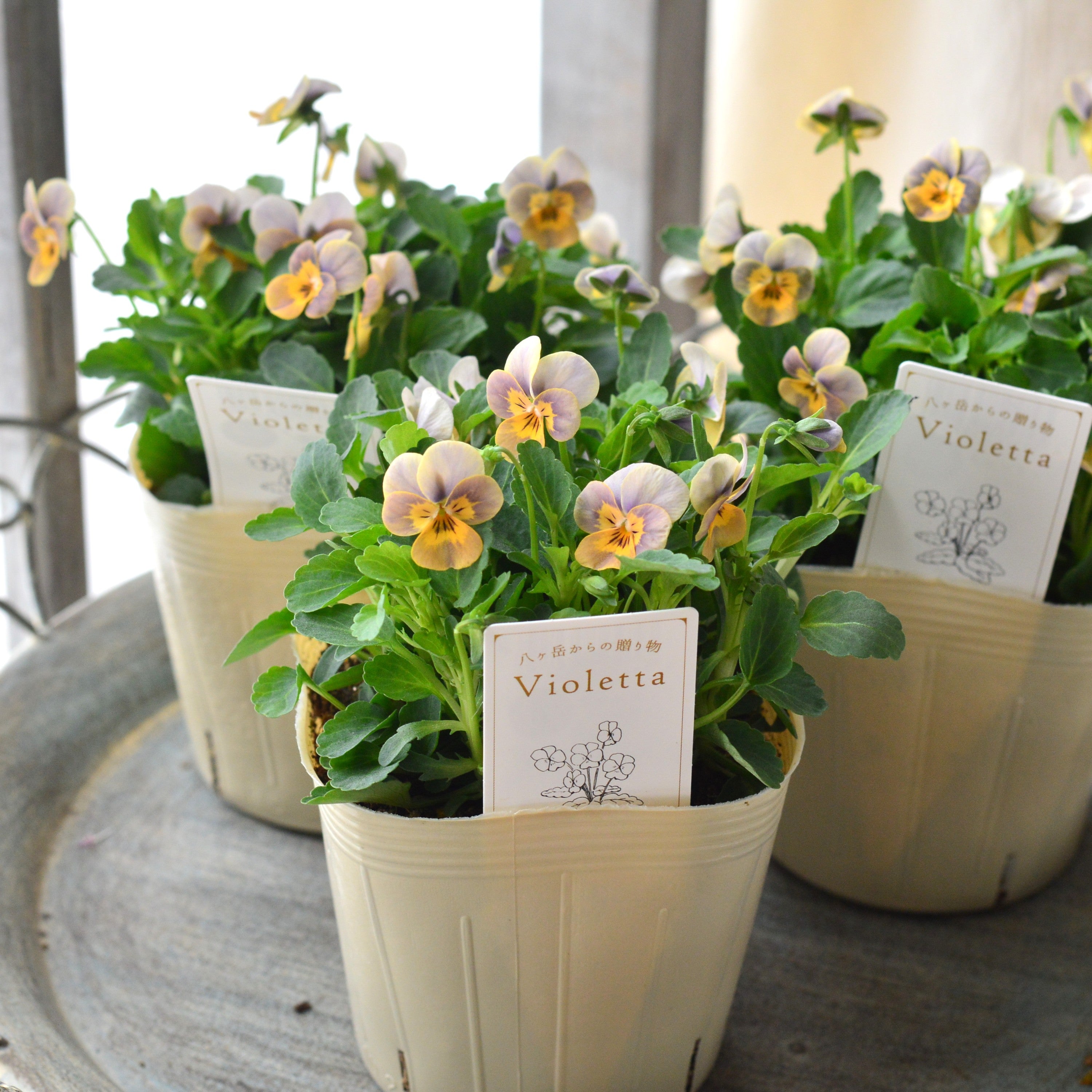 【かわいい】 小輪ビオラ　『ビオレッタ・B』　3.5寸POT