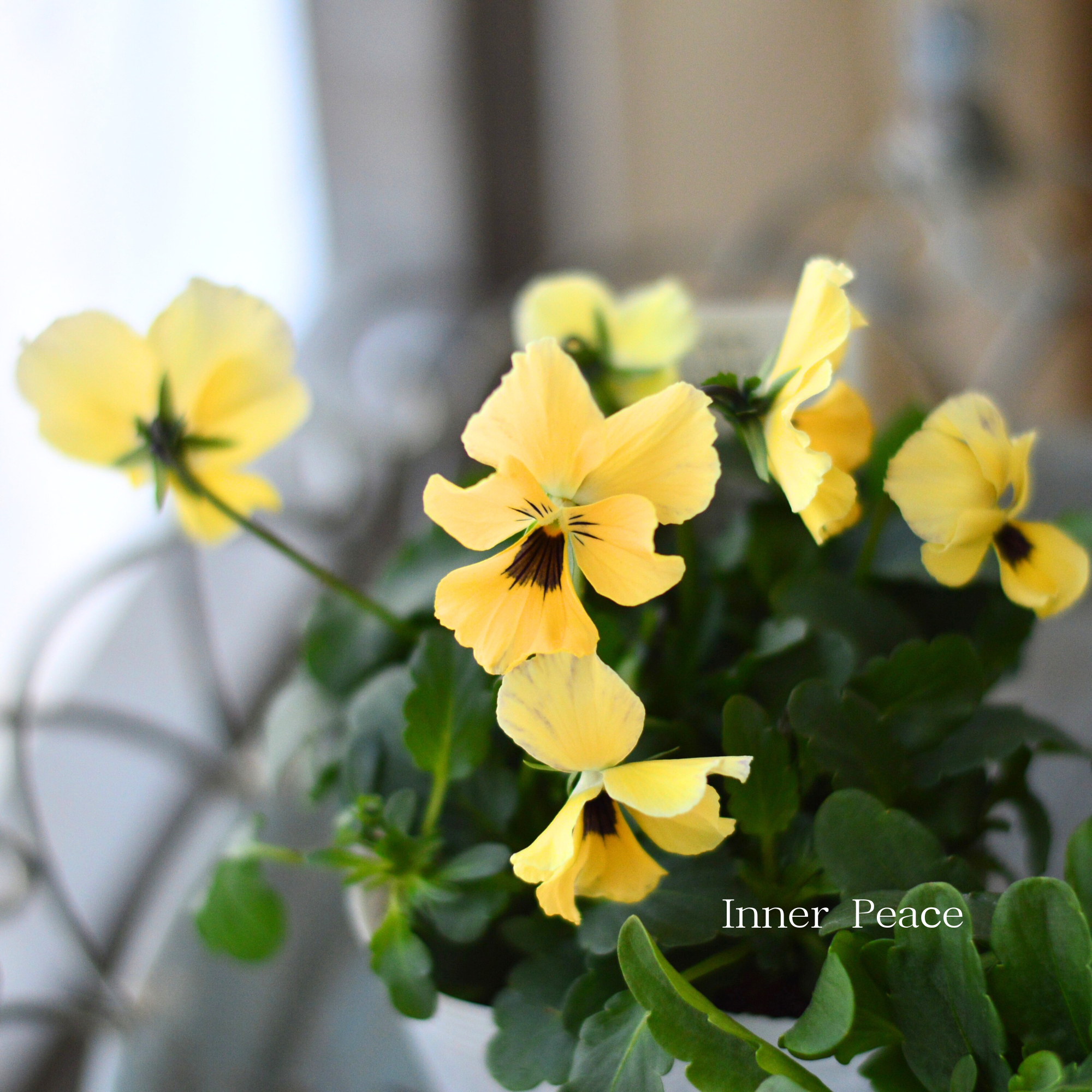 【美しい】 ビオラ　ロカハーツ　『ネオベルトロニー・B』　　3.5寸POT