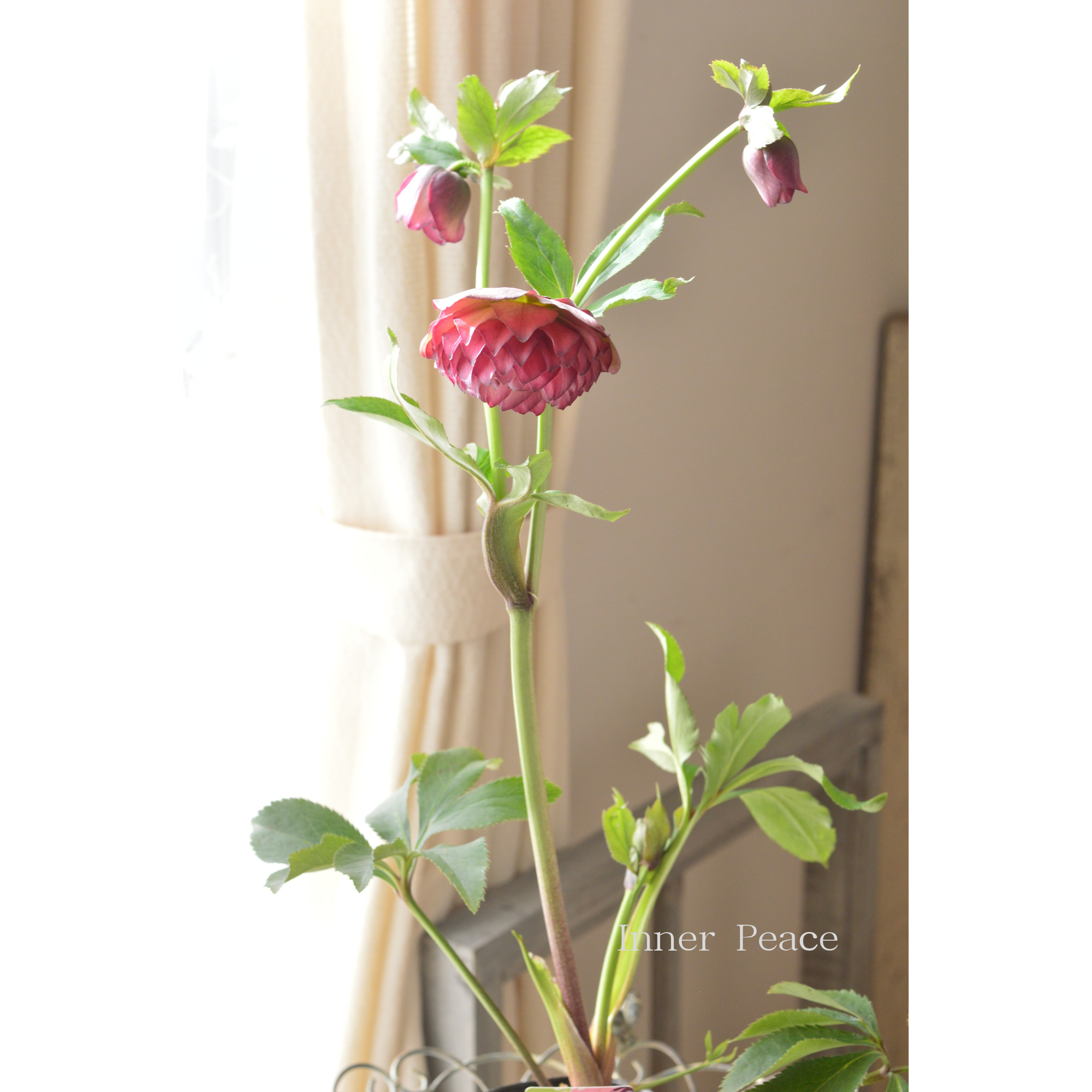 【杉光園芸さん】  クリスマスローズ 『多弁タイプ・Ａ』　　４号ＰＯＴ