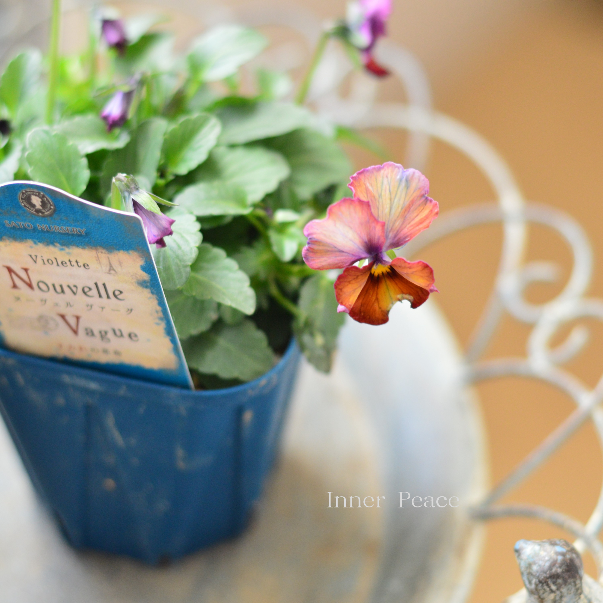 【サトウ園芸さん】 ビオラ 『ヌーベルヴァーグ～すみれの革命～　A』　　3.5寸硬質POT