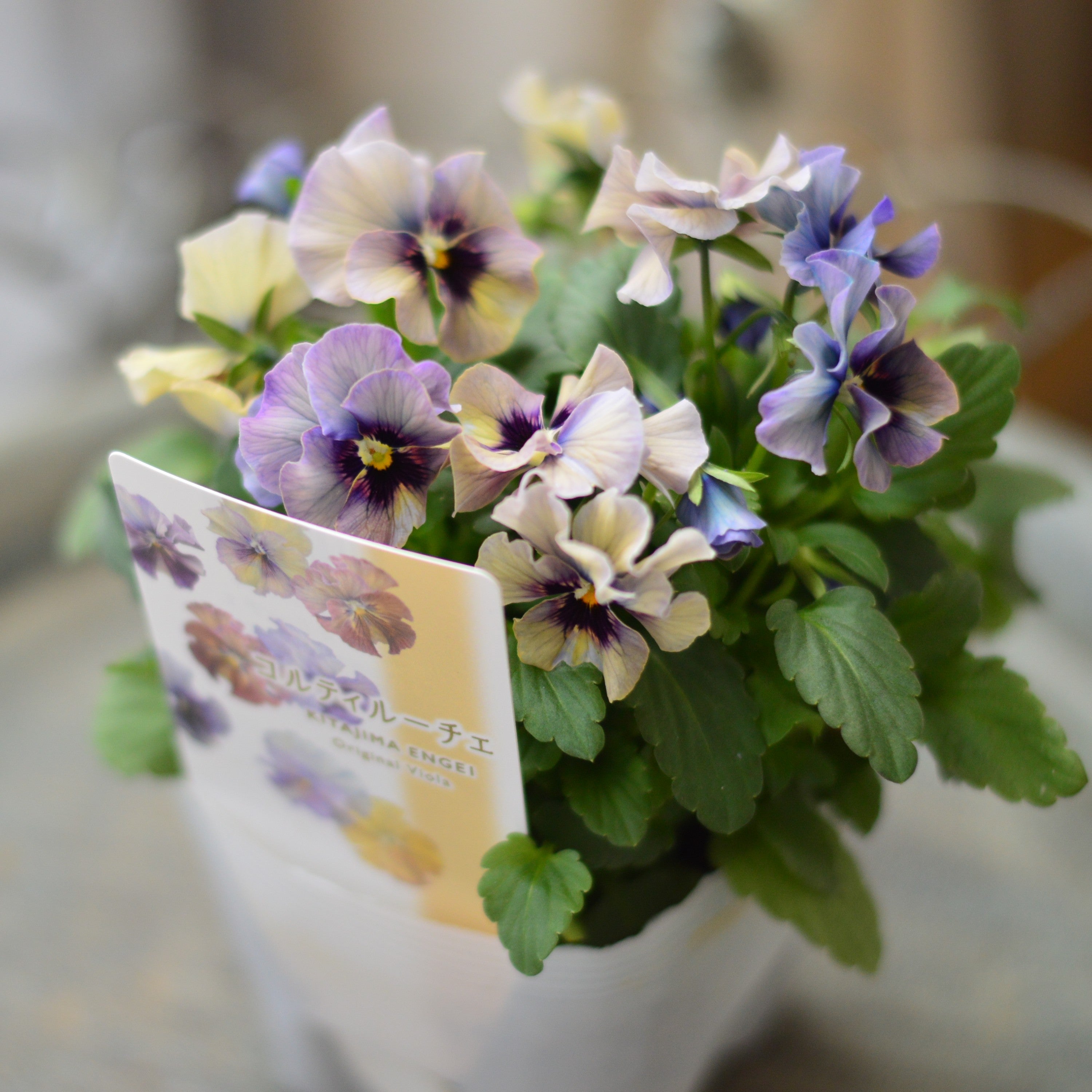 【Special】 北島園芸さんのビオラ　『コルティルーチェ・A』　3.5寸POT