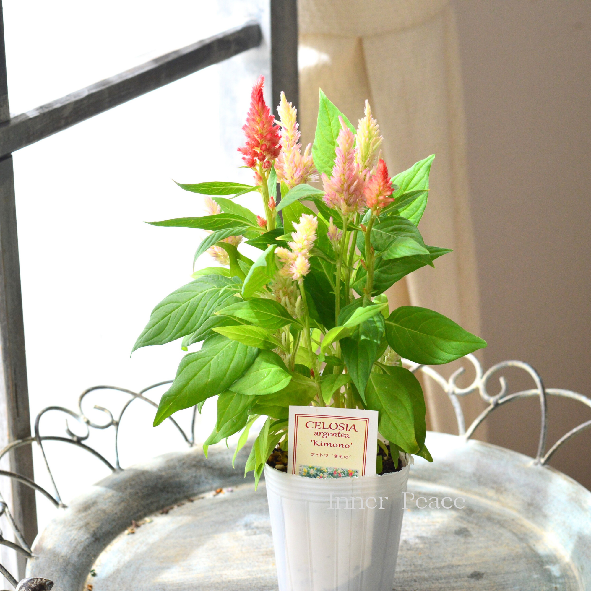 花卉62 Sapphire Skies | Blooms Today