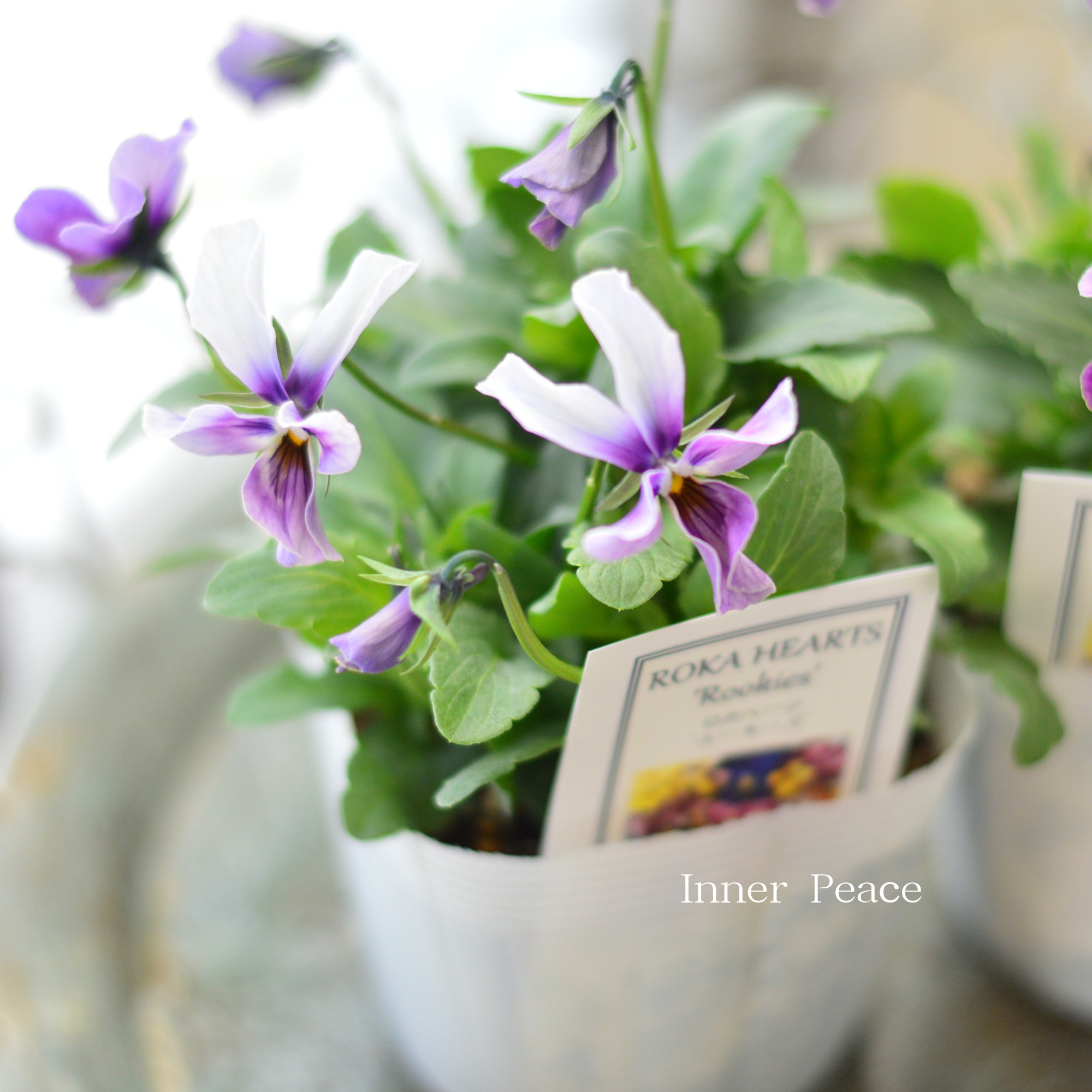 【美しい】 ビオラ　ロカハーツ　『ルーキーズ・B』　　3.5寸POT