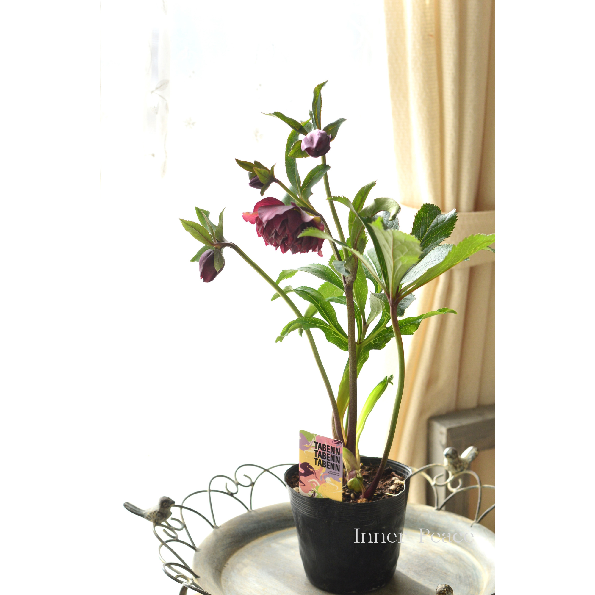 【杉光園芸さん】  クリスマスローズ 『多弁タイプ・Ｂ』　　４号ＰＯＴ