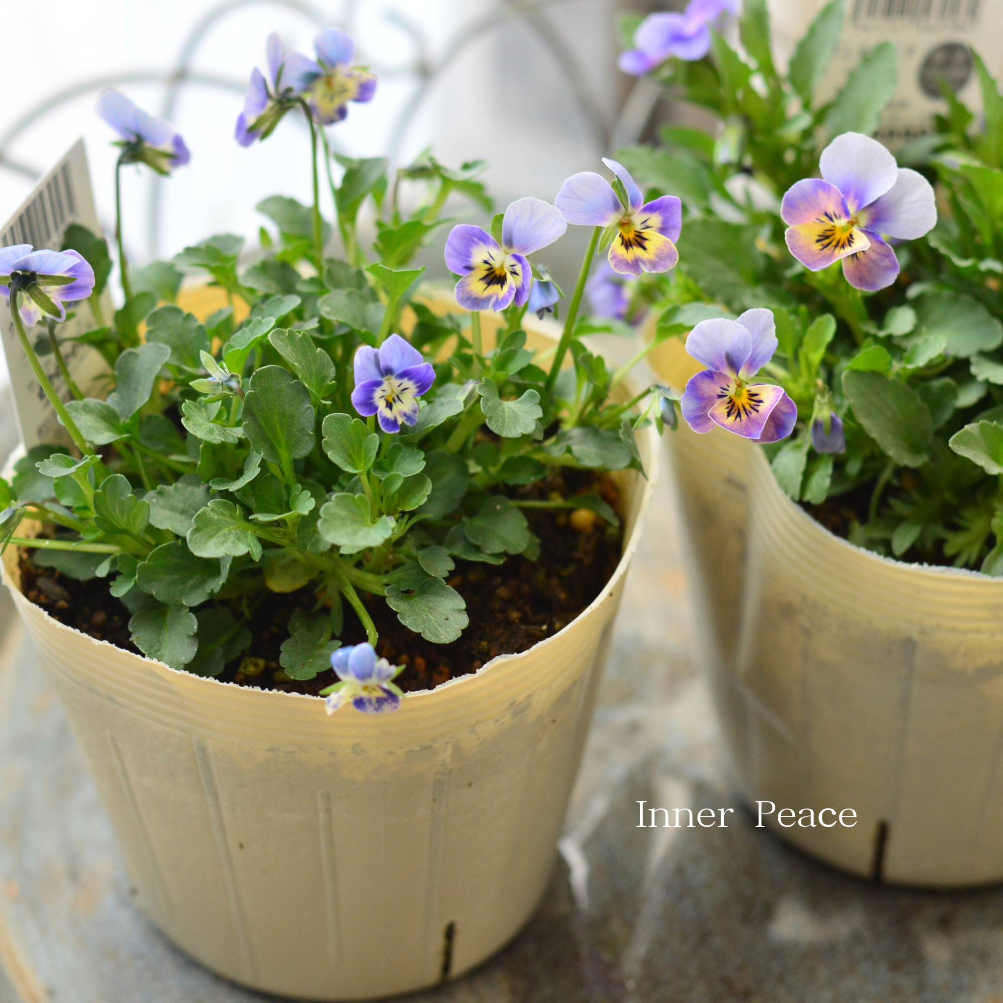 【VEGIHANA FARMさん】 小輪ビオラ　『ビオレッタ・しずく　B』　　3.5寸POT