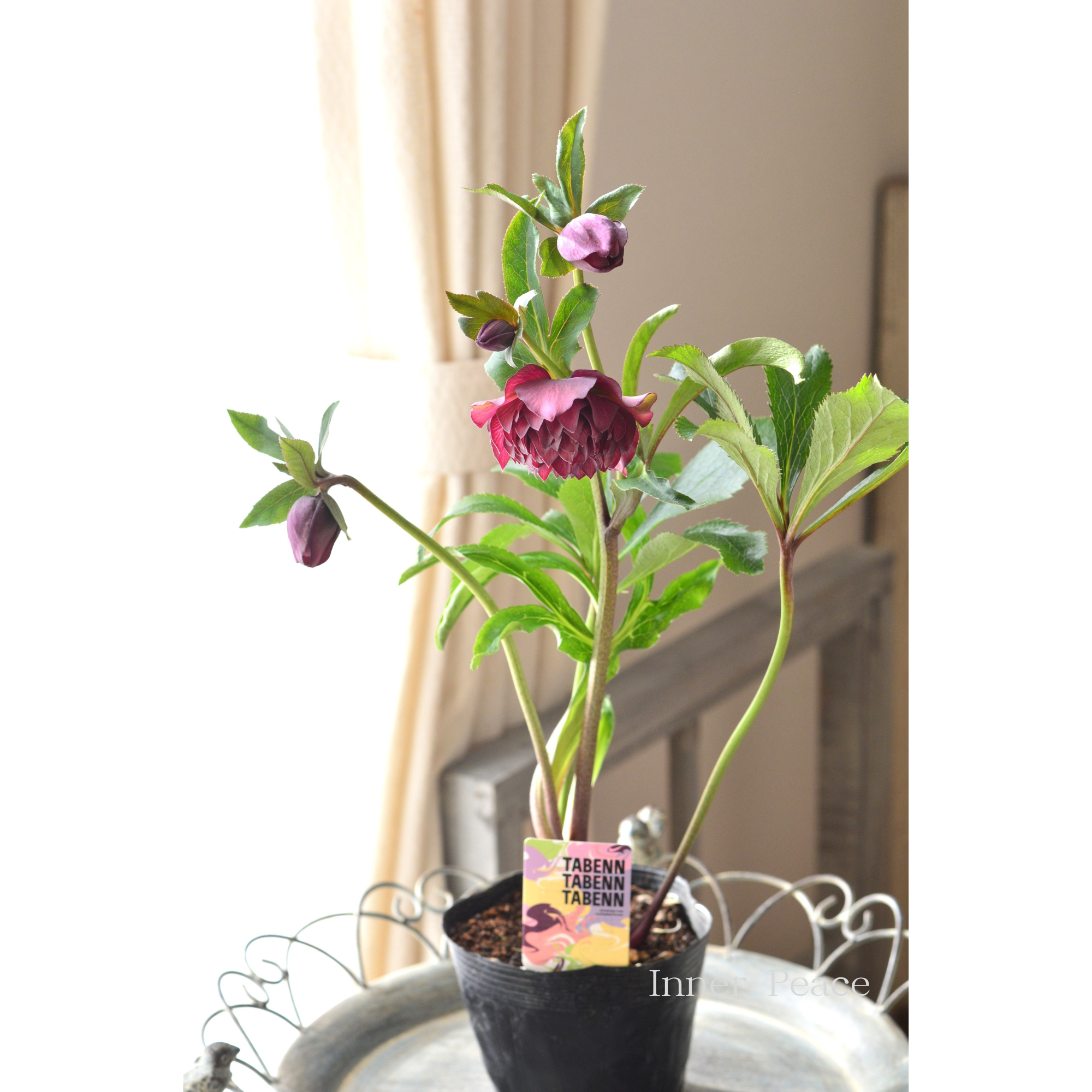 【杉光園芸さん】  クリスマスローズ 『多弁タイプ・Ｂ』　　４号ＰＯＴ