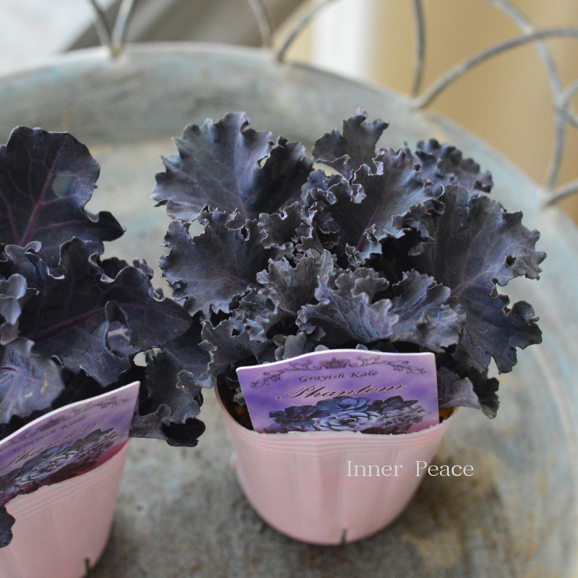 【k-plantsさん】 グレイッシュケール　『ファントム・B』   2寸POT