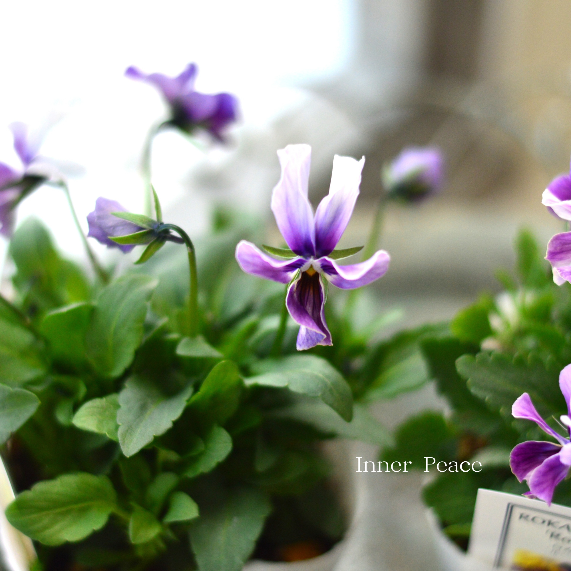 【美しい】 ビオラ　ロカハーツ　『ルーキーズ・B』　　3.5寸POT