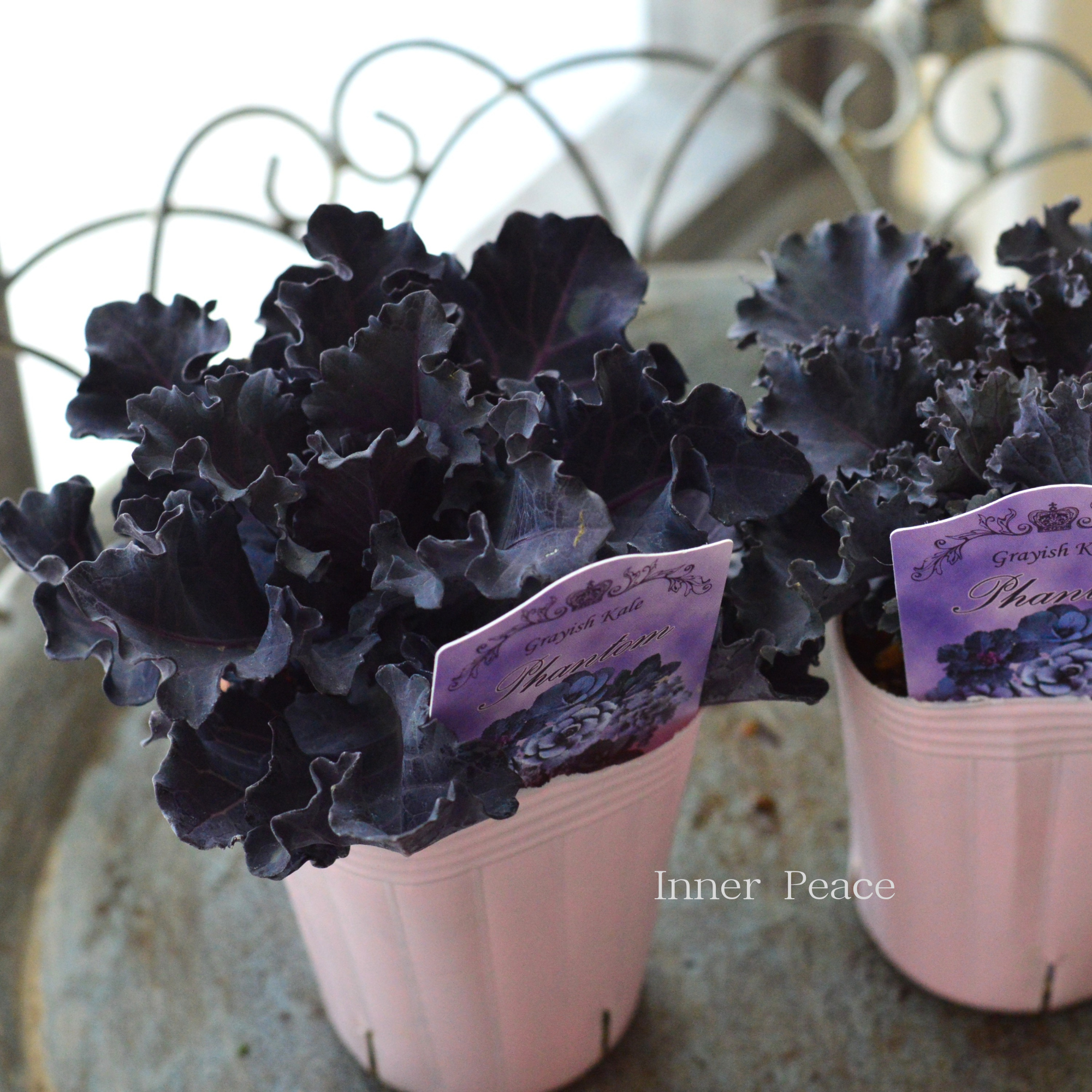 【k-plantsさん】 グレイッシュケール　『ファントム・B』   2寸POT