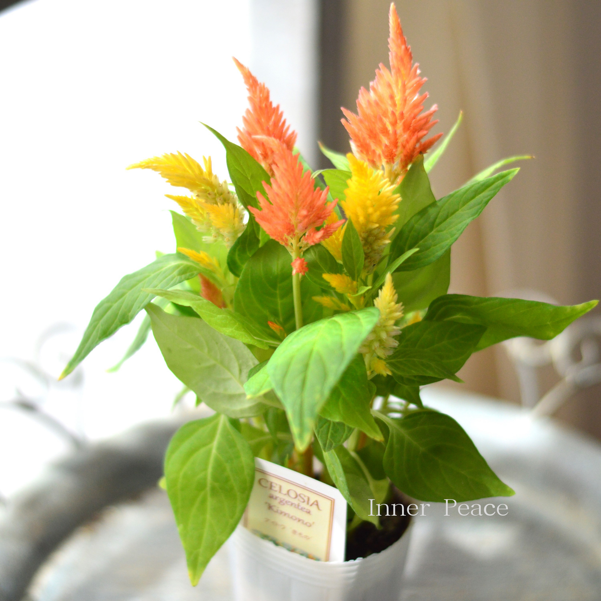 【秋のお花】 ケイトウ　『キモノ・花色B』　　2.5寸POT