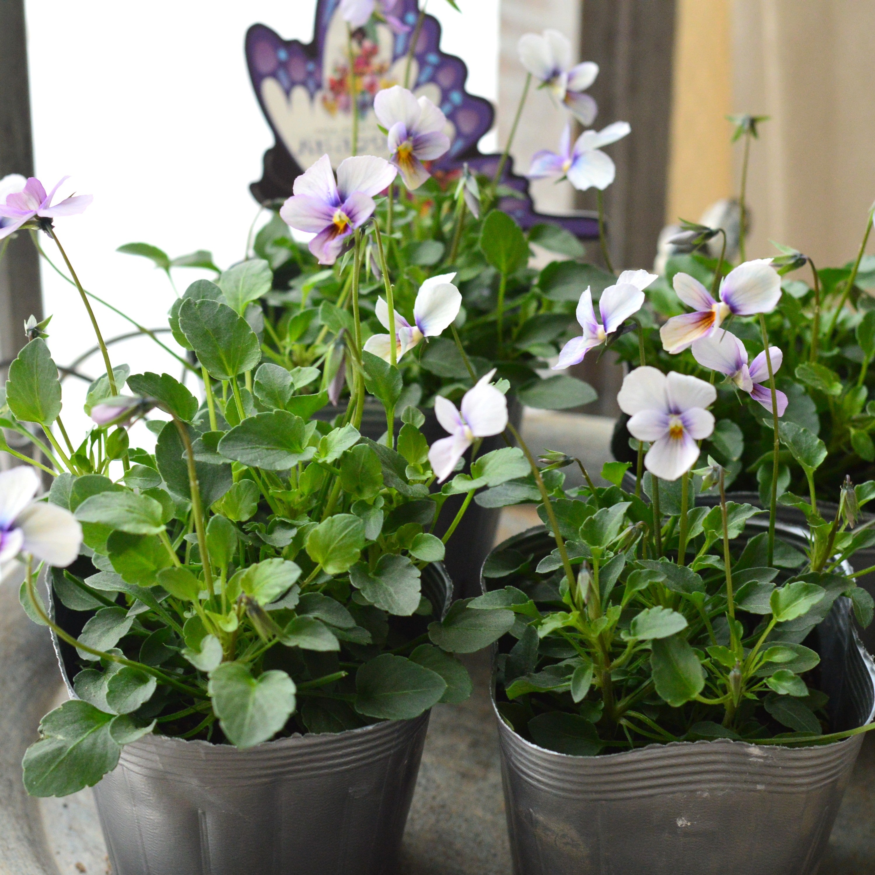 【うえたさん育種】 ビオラ 『パピヨンワールド・B』　 3.5寸POT