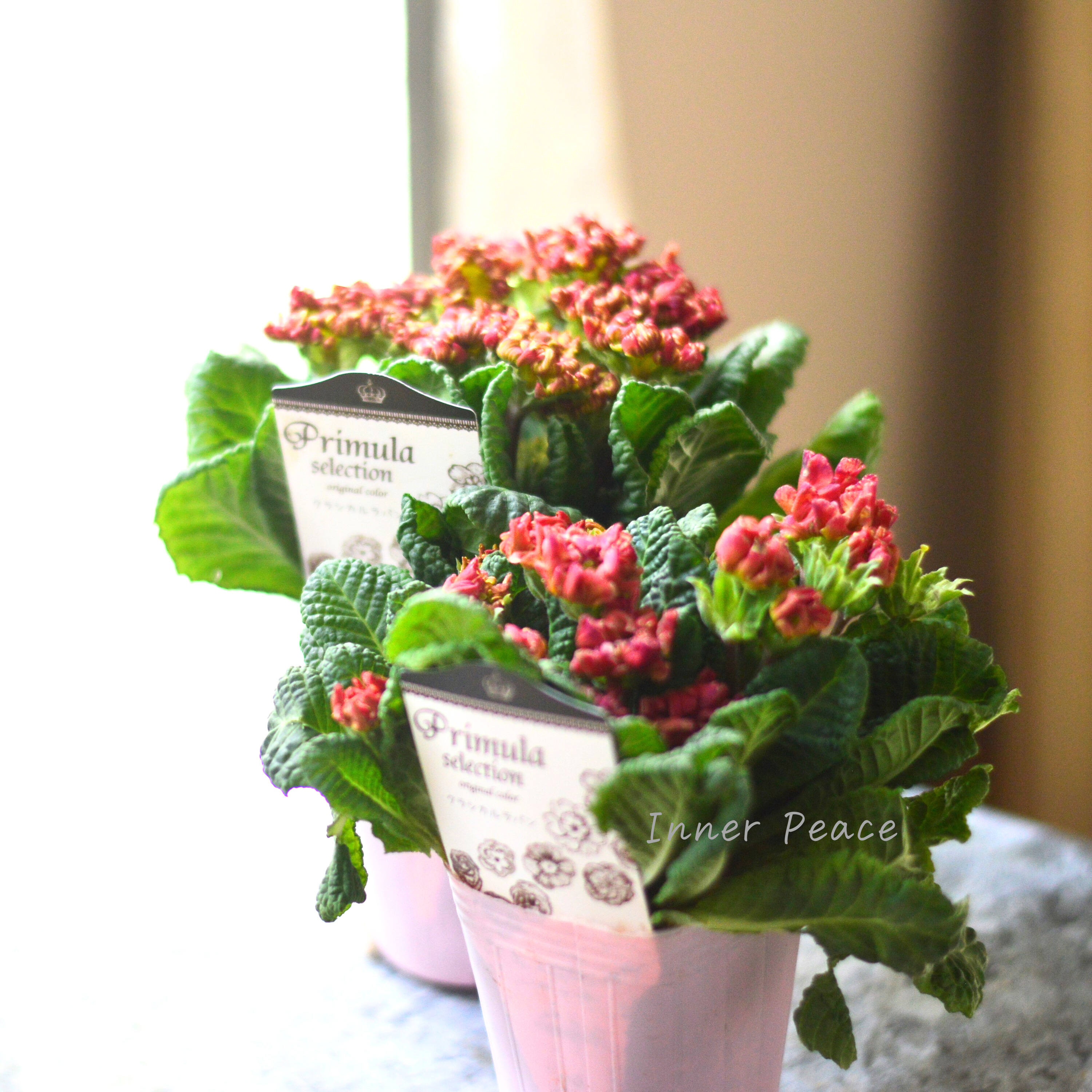 【k-plantsさん】 フリンジ咲き プリムラ 『クラシカルラパン・B』  　2.5寸ロングPOT