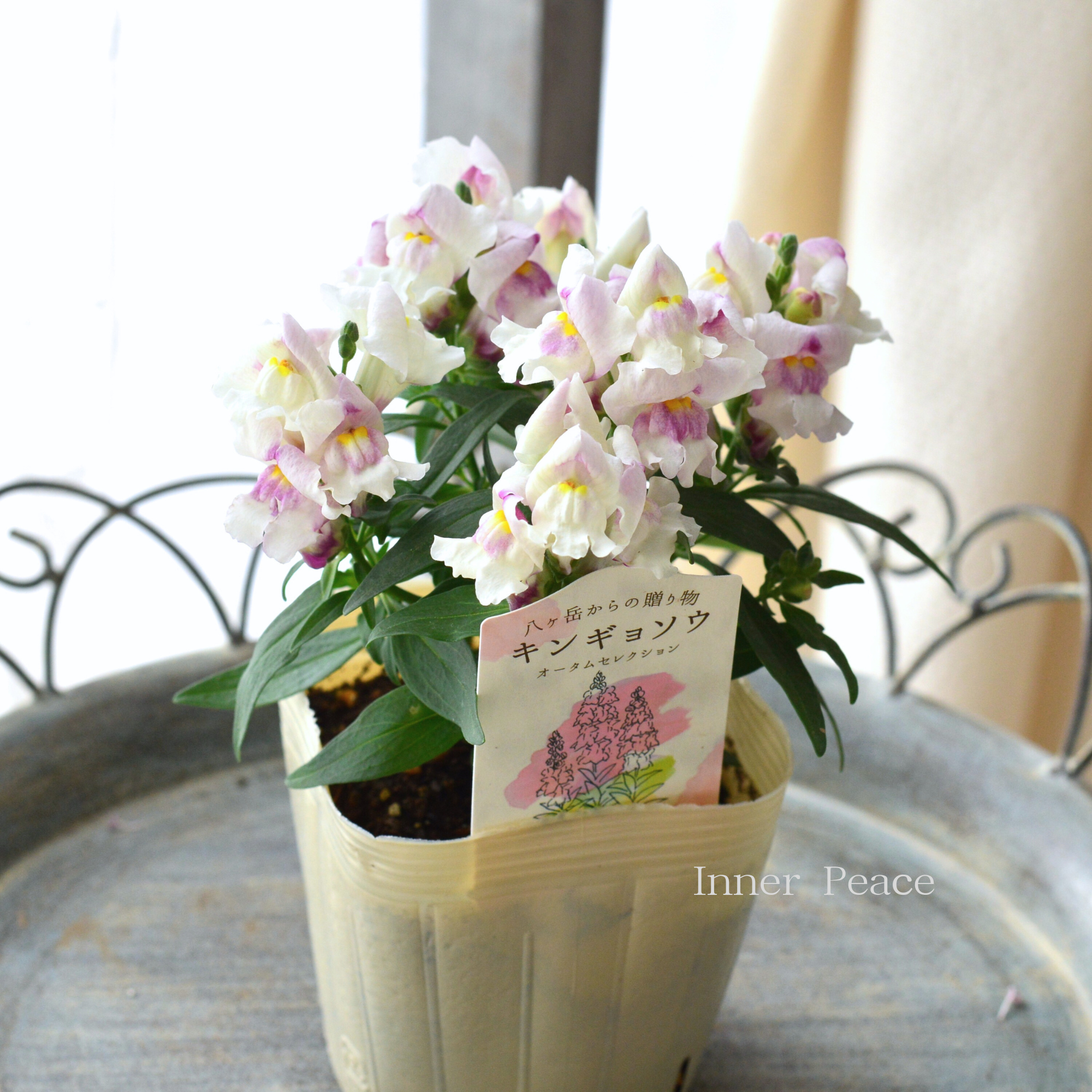 【かわいい】 キンギョソウ　『オータムセレクション　B』　　3.5寸POT