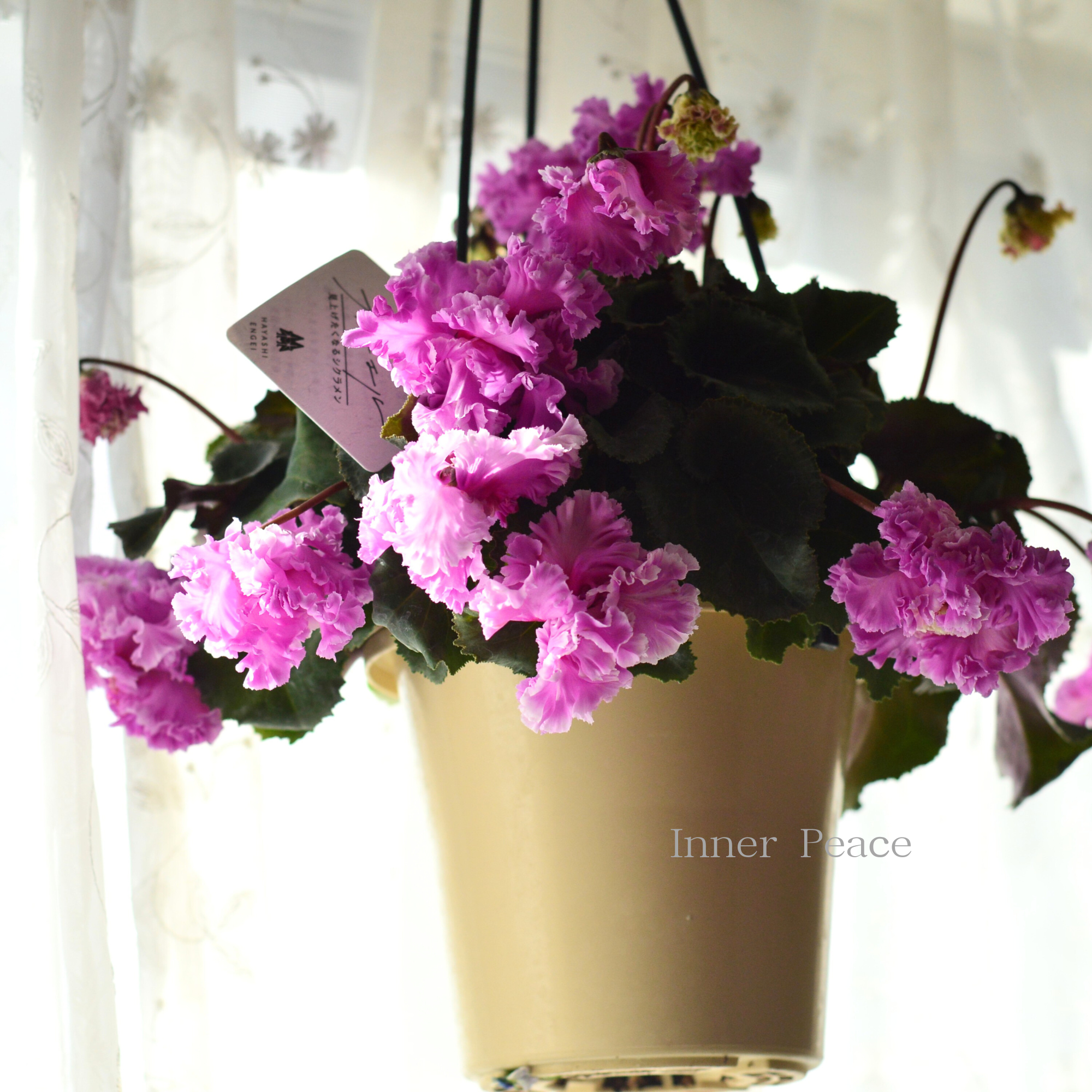 【見上げて楽しむ】 シクラメン 『FLOW～er～フローエル・B』　　５号鉢