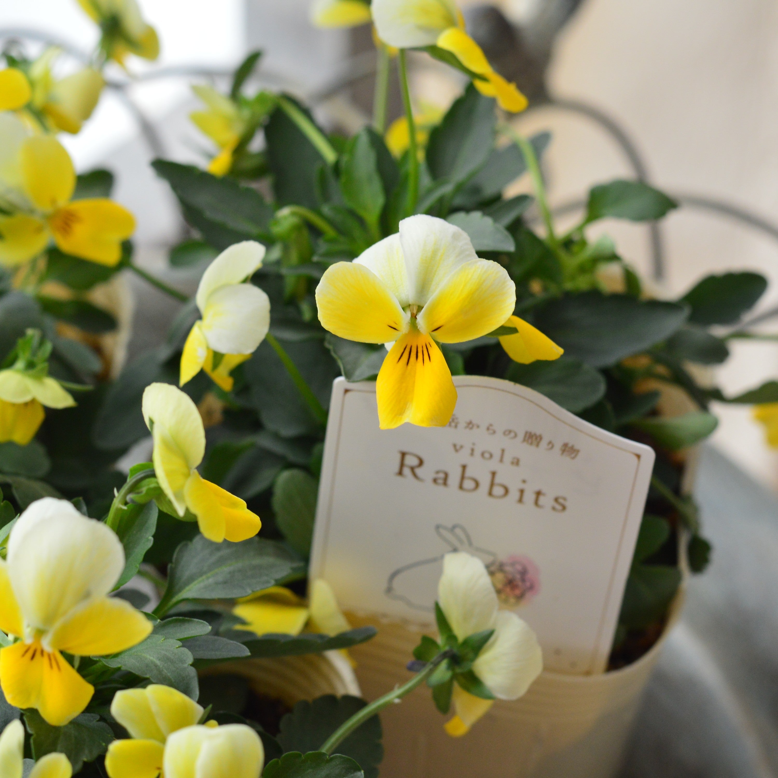 【VEGIHANA FARMさん】 ビオラ　『ラビッツ・C』　　3.5寸POT