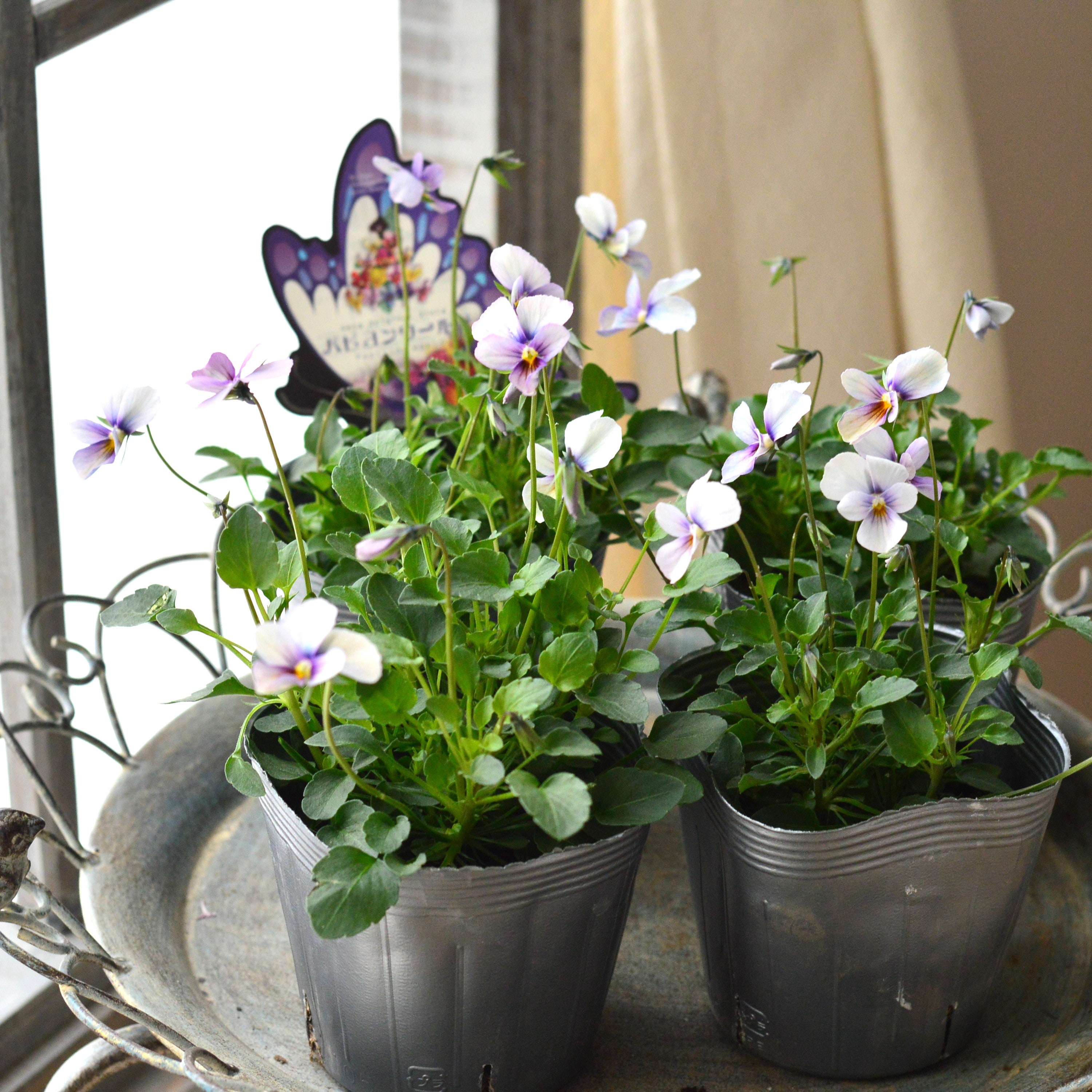 うえたさん育種】 ビオラ 『パピヨンワールド・B』 3.5寸POT