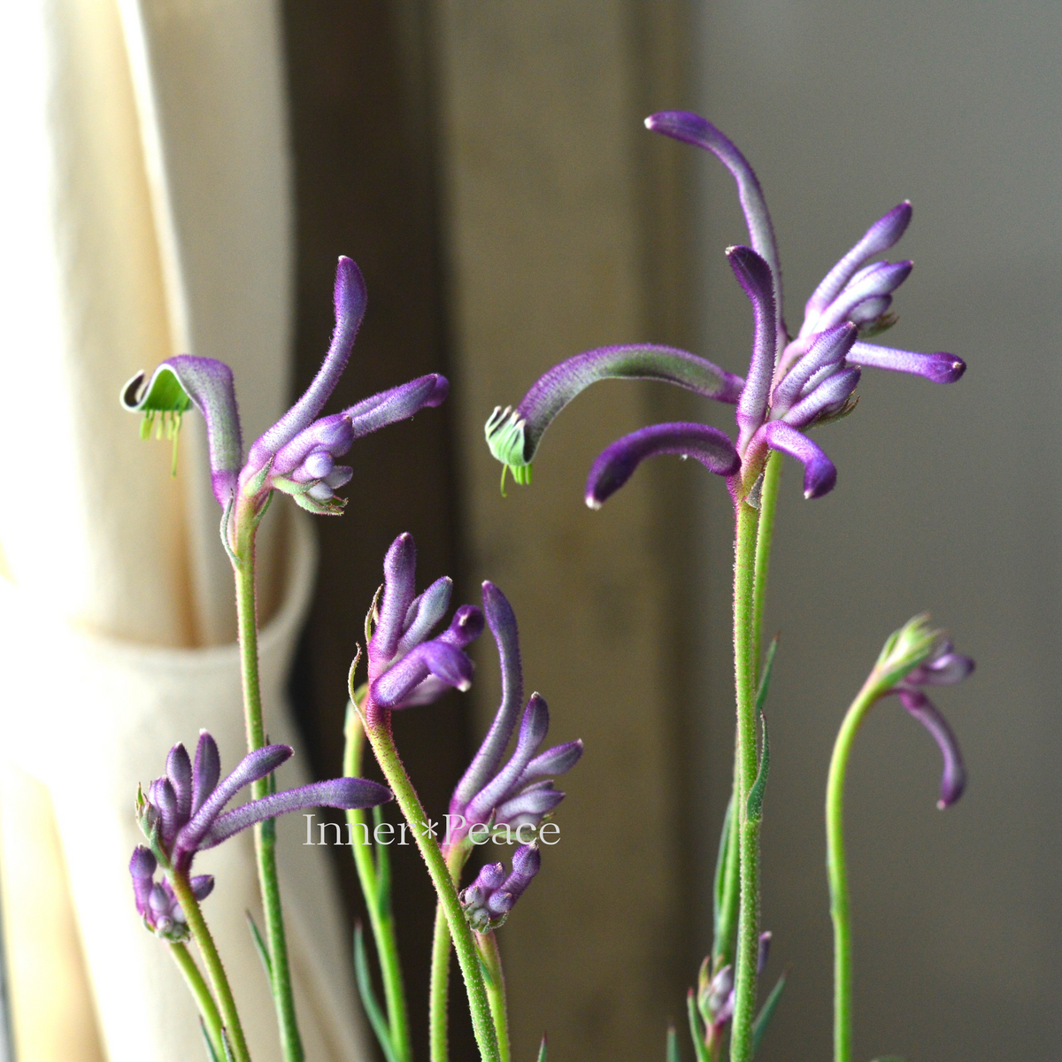 アンティークピケドプロヴァンス 百合風草花紋様スロー エンボス花織大判スプレッド アンティークピケドプロヴァンス 百合風草花紋様スロー エンボス花織
