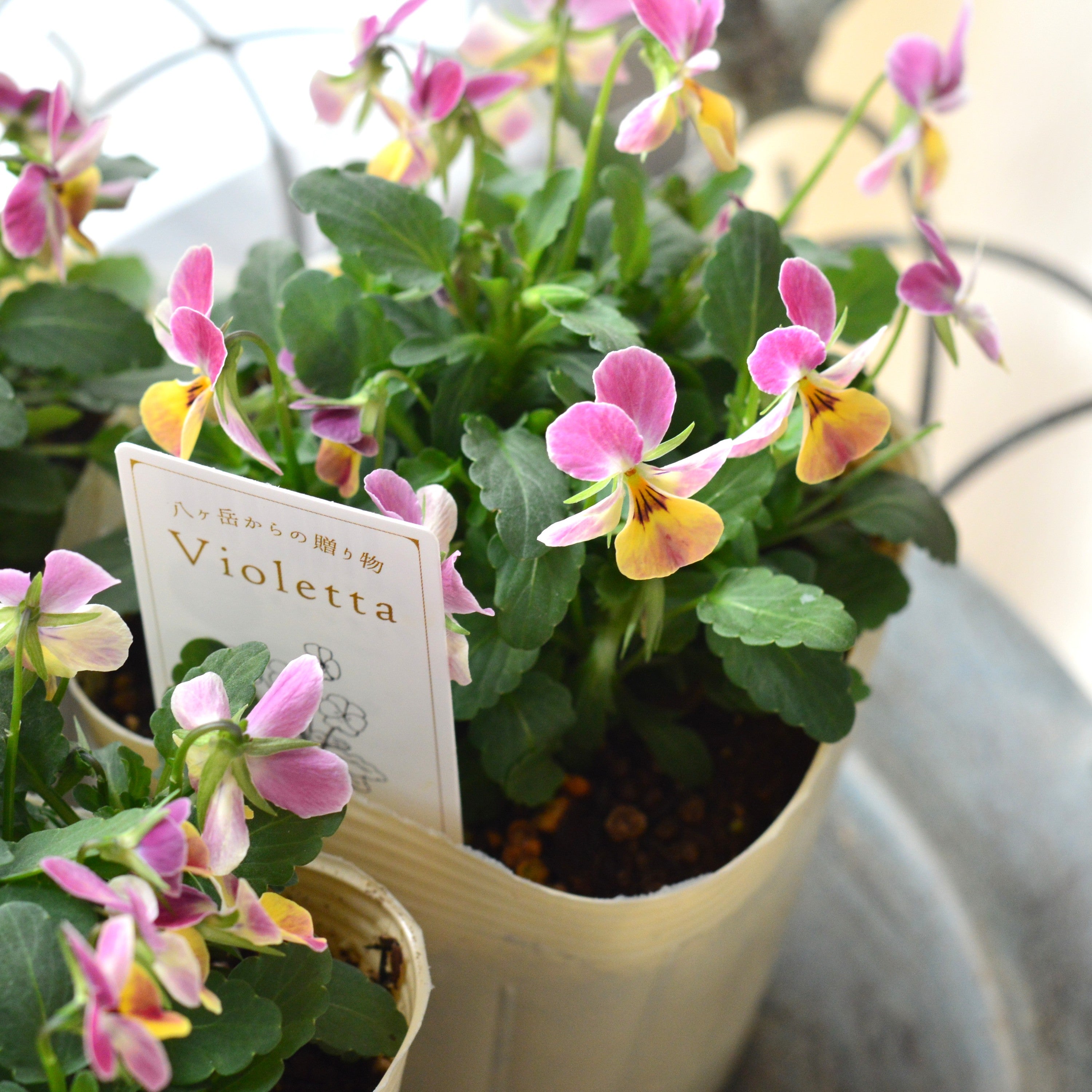 【かわいい】 小輪ビオラ　『ビオレッタ・C』　3.5寸POT