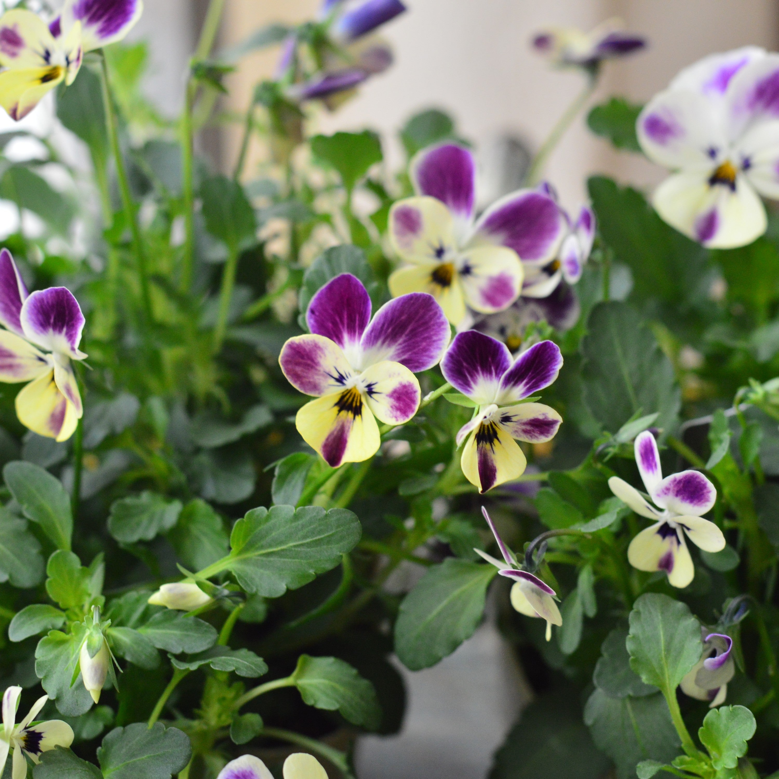 【VEGIHANA FARMさん】 ビオラ　『一期一会・Nouka no asobi・B』　　3.5寸POT