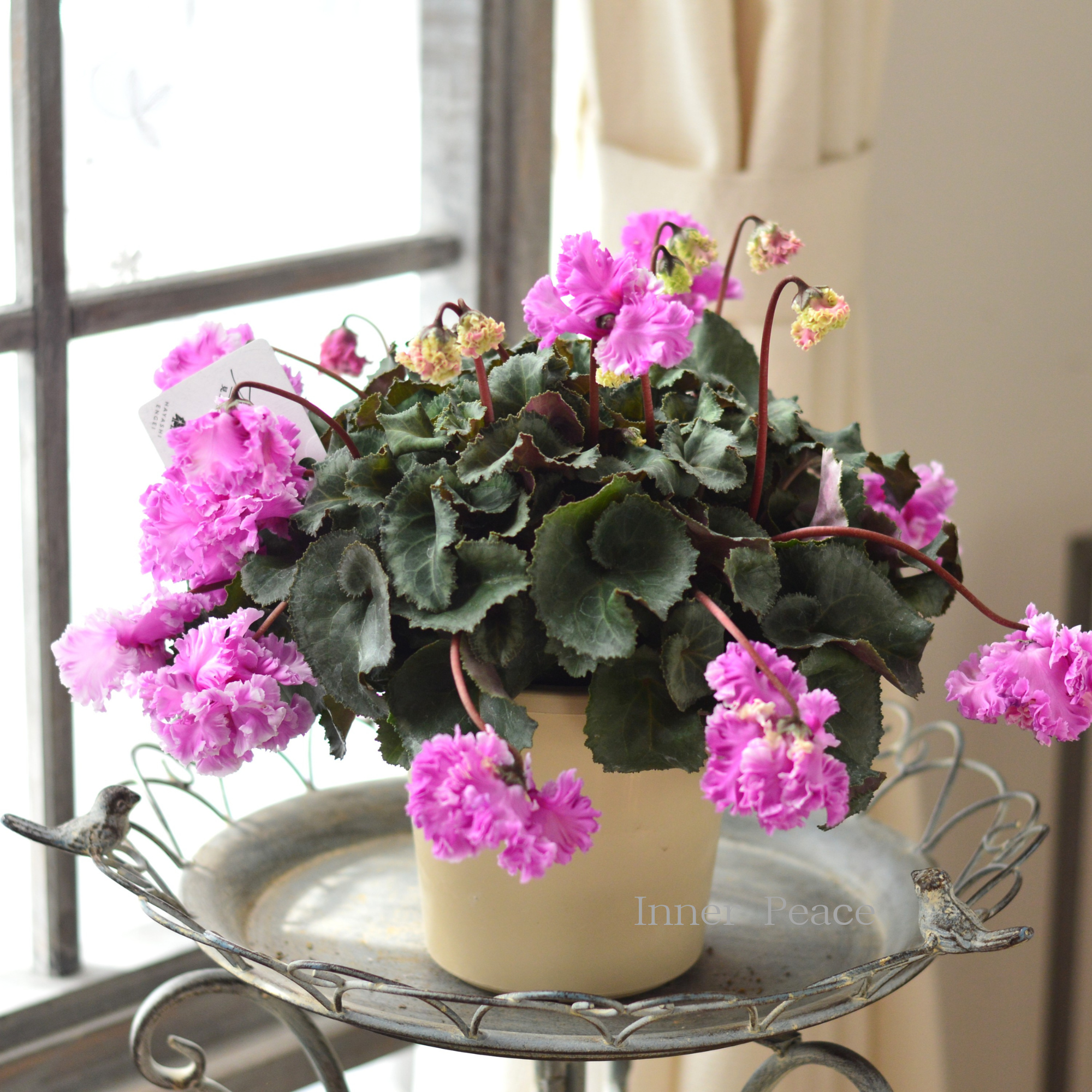 【見上げて楽しむ】 シクラメン 『FLOW～er～フローエル・B』　　５号鉢