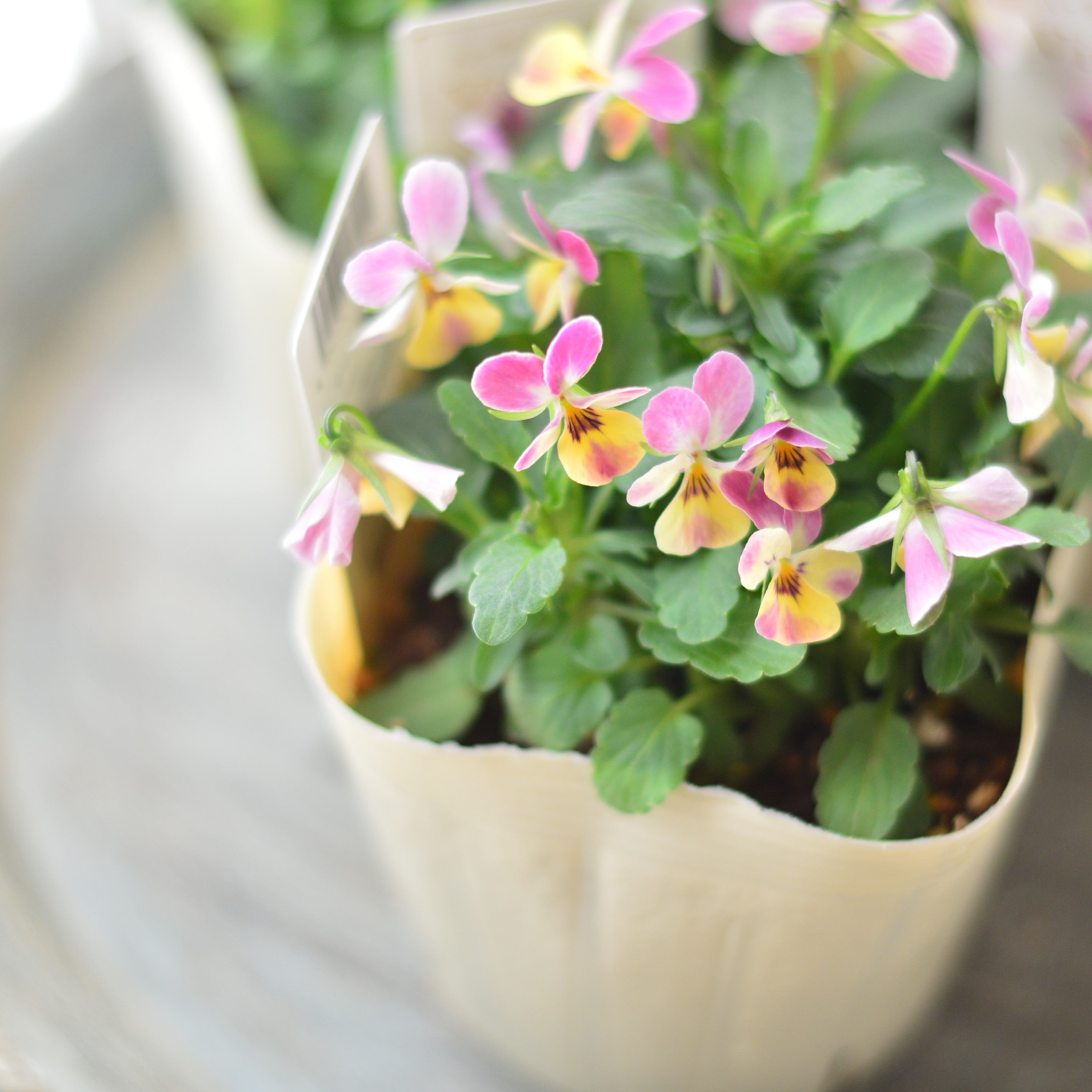 【かわいい】 小輪ビオラ　『ビオレッタ・C』　3.5寸POT