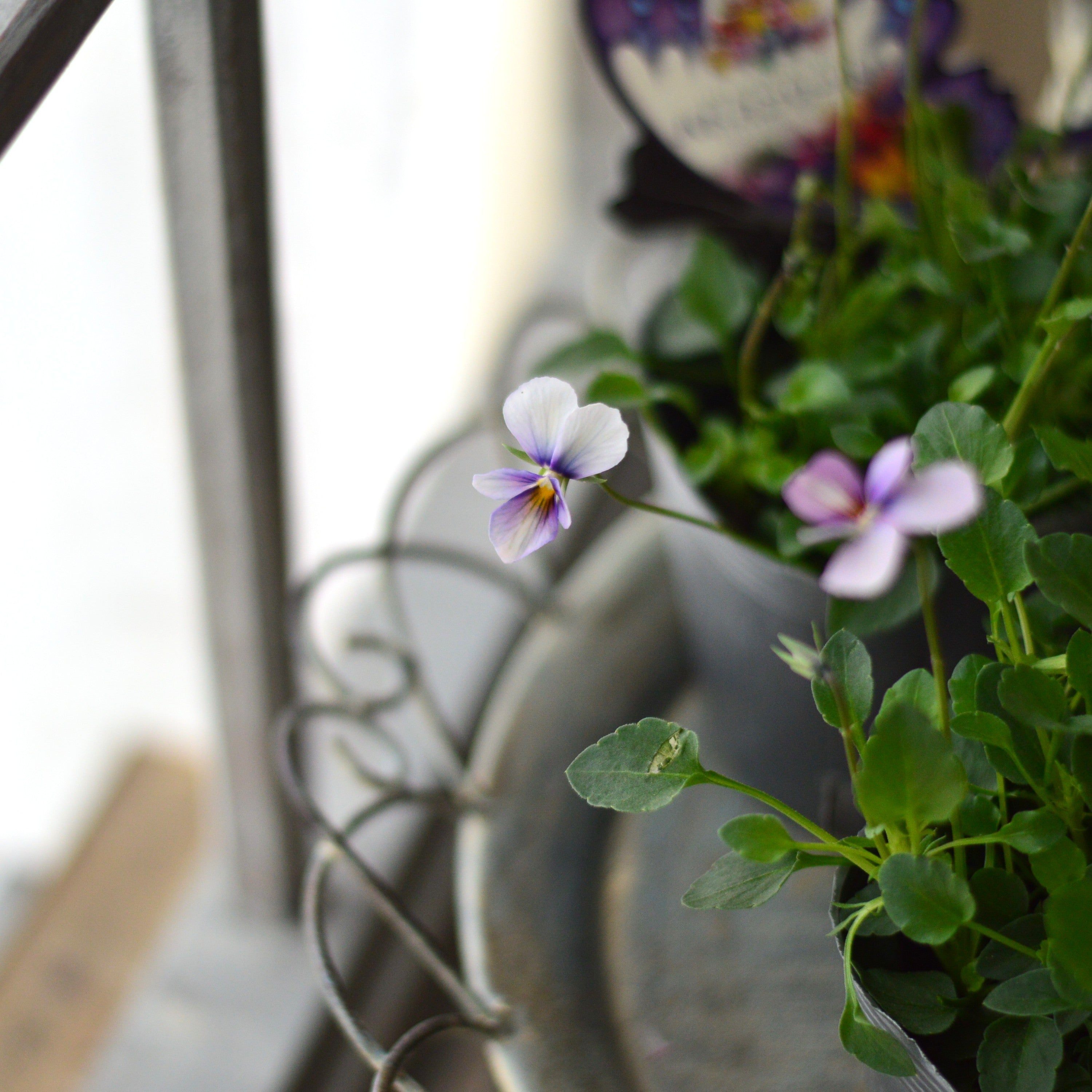 【うえたさん育種】 ビオラ 『パピヨンワールド・B』　 3.5寸POT