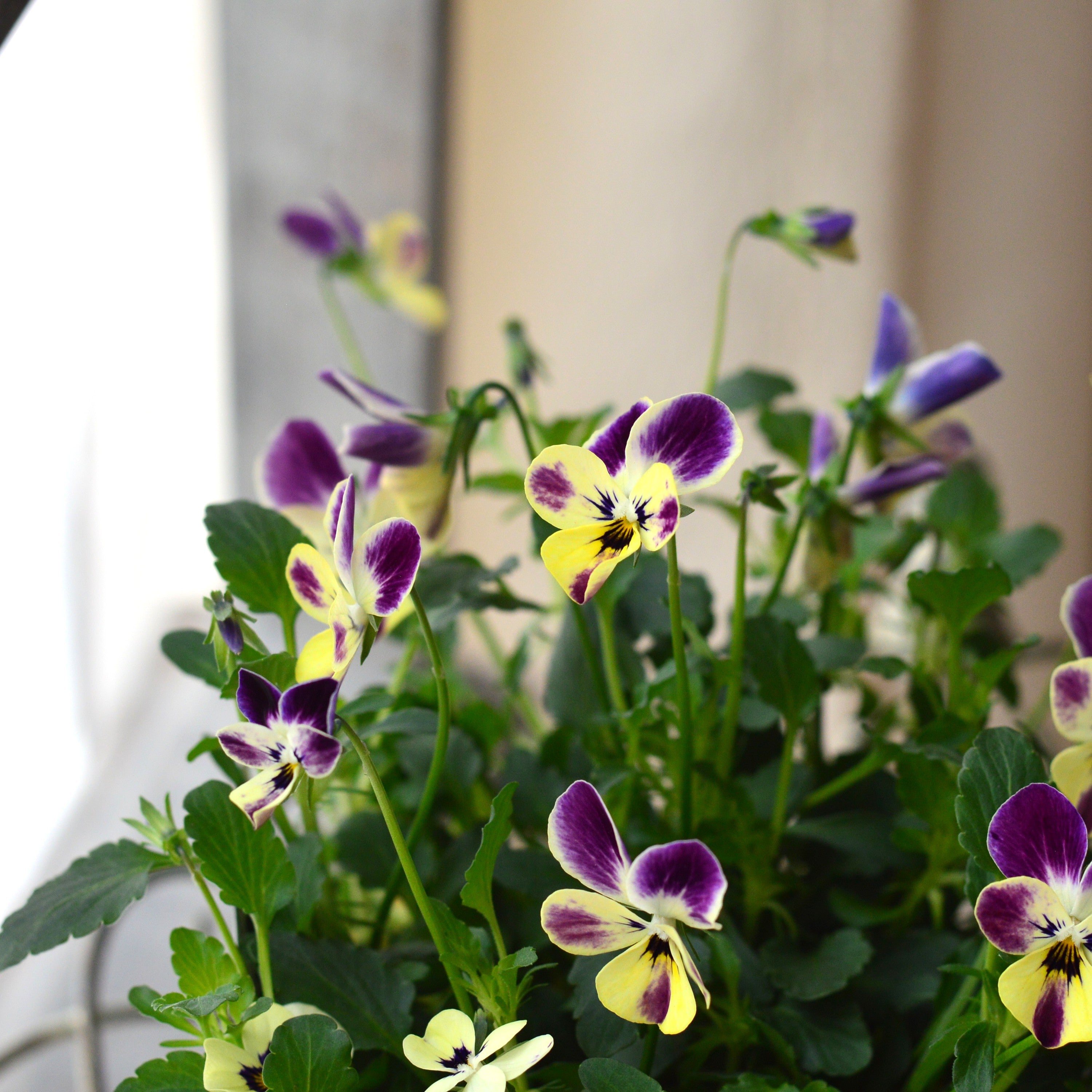 VEGIHANA FARMさん】 ビオラ 『一期一会・Nouka no asobi・B』 3.5寸POT