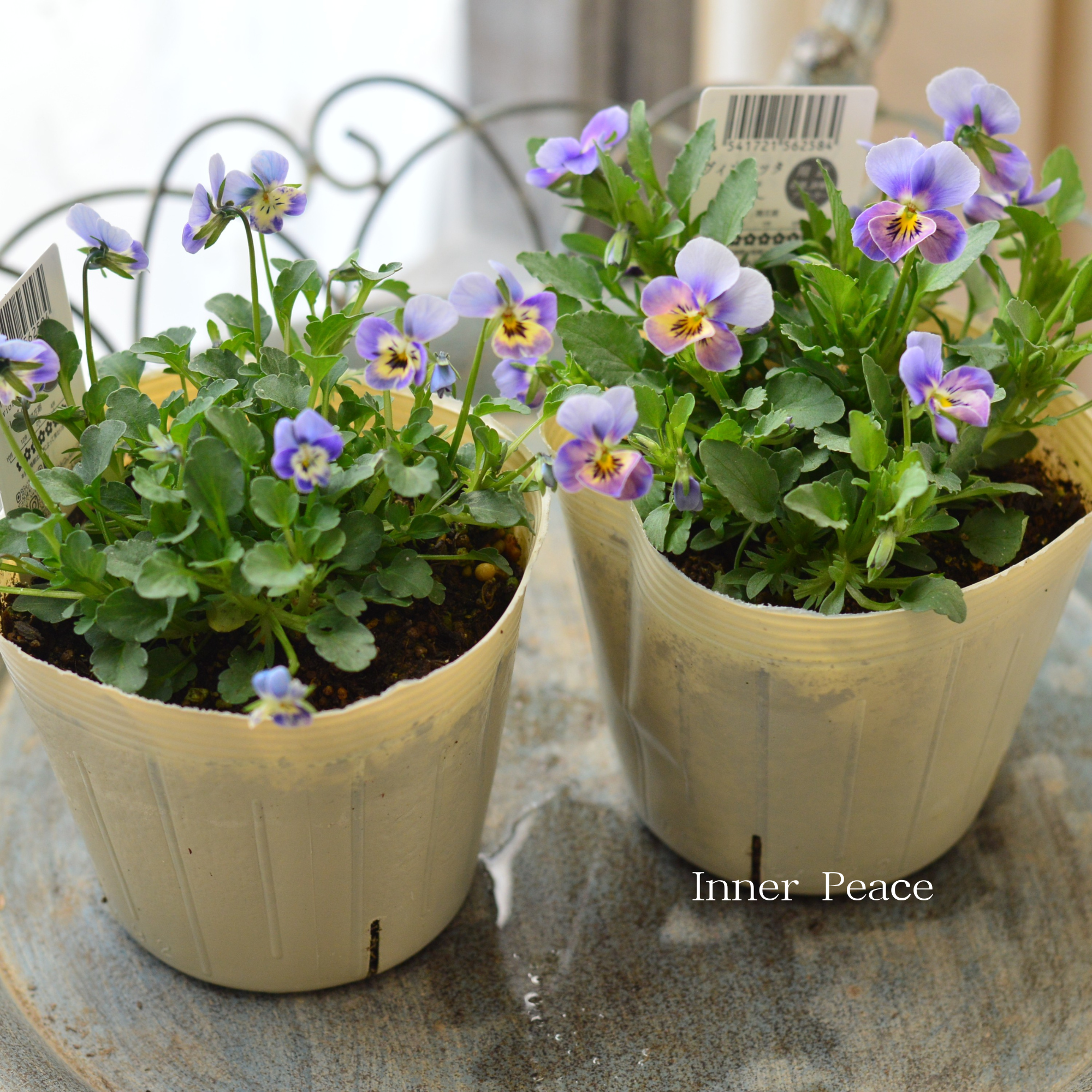 【VEGIHANA FARMさん】 小輪ビオラ　『ビオレッタ・しずく　B』　　3.5寸POT