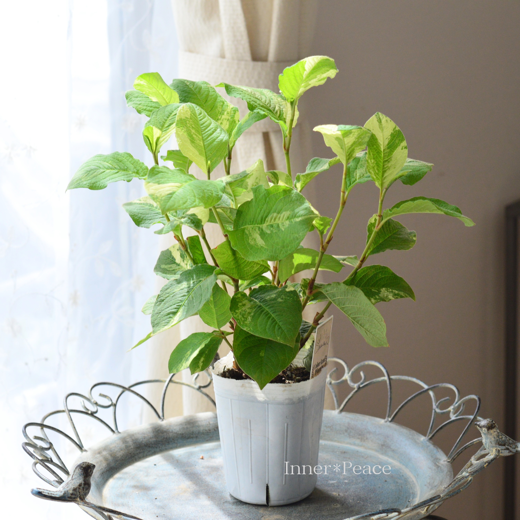 【斑入り】　ミズヒキ（水引草）　Bタイプ　　　3寸ロングPOT