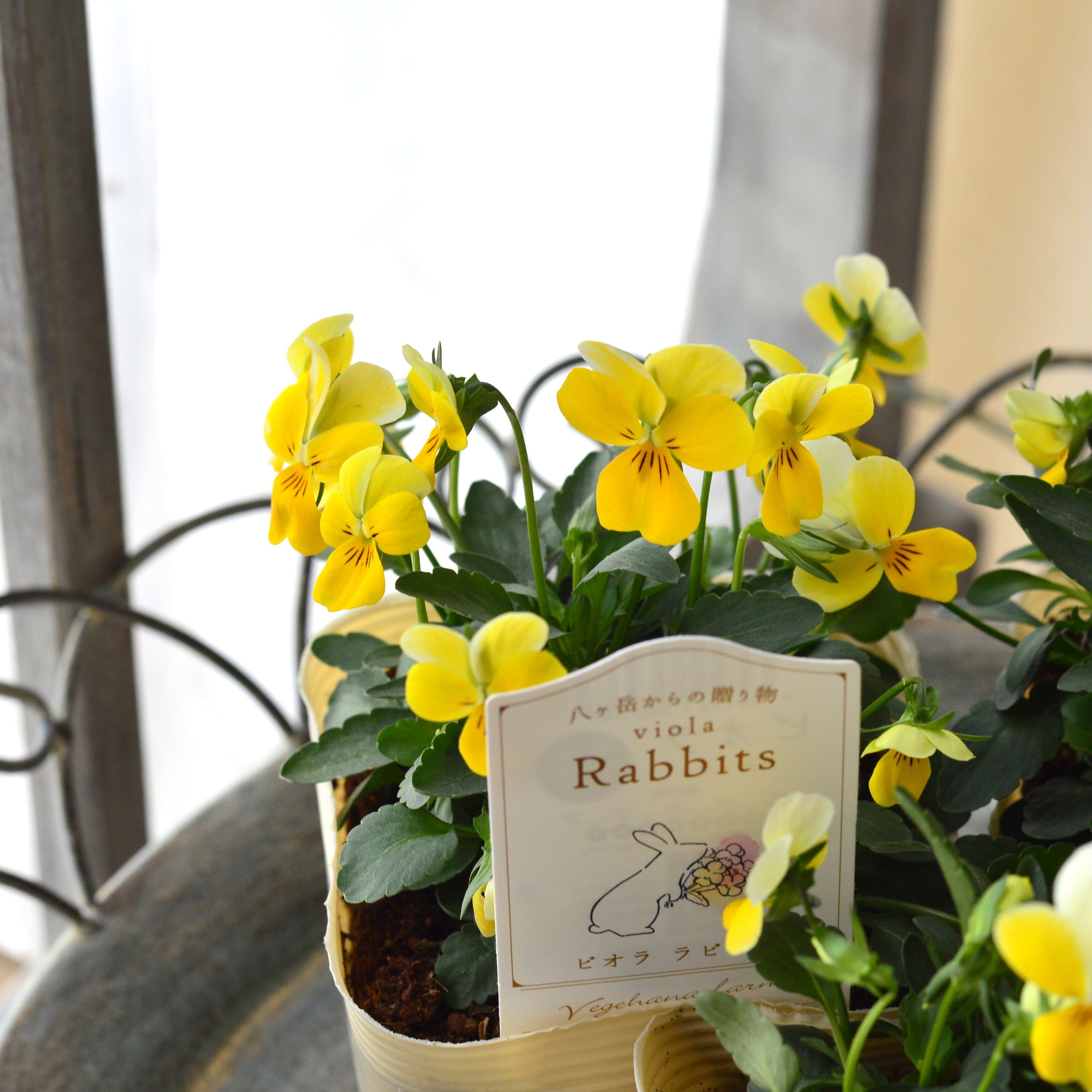 【VEGIHANA FARMさん】 ビオラ　『ラビッツ・C』　　3.5寸POT