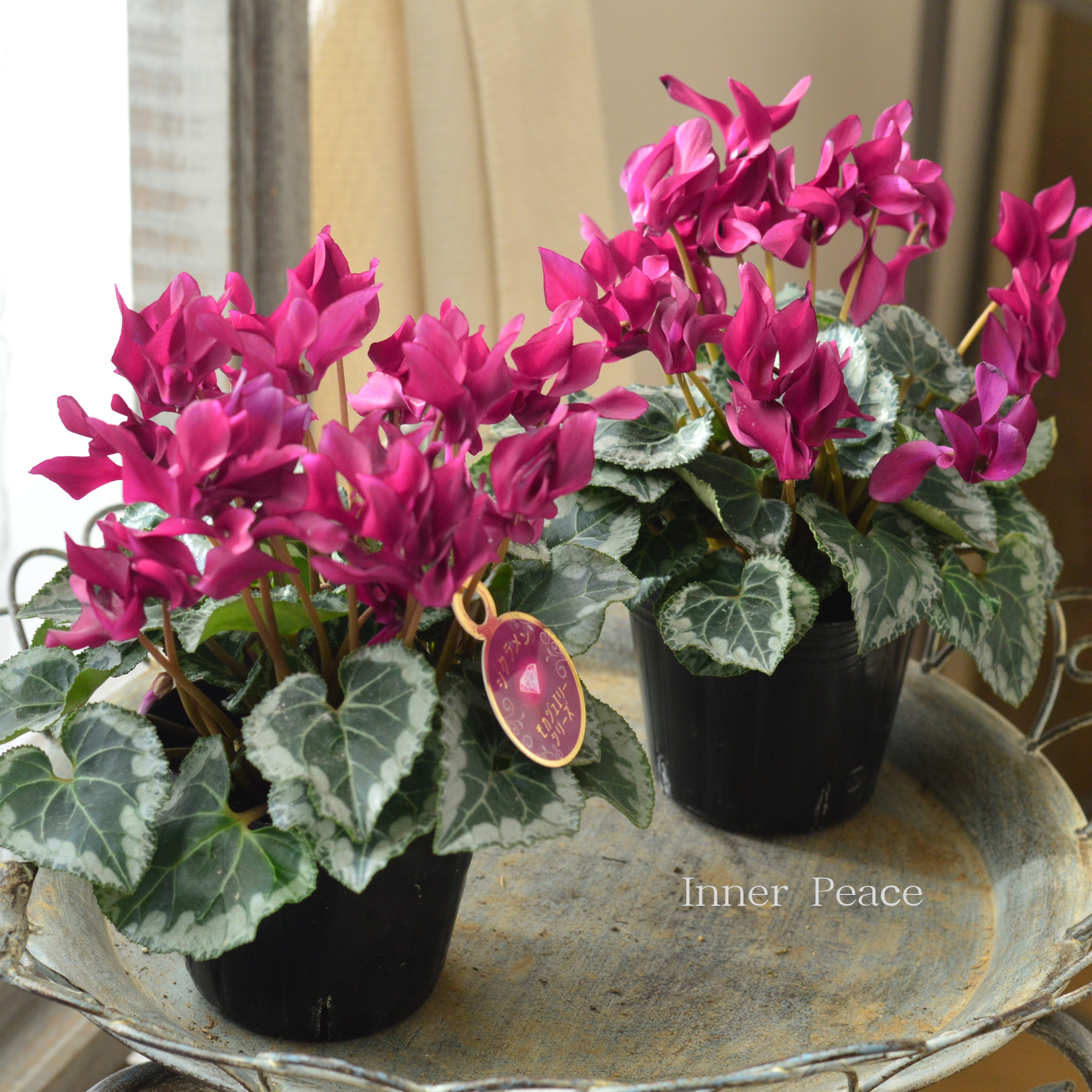 【麻野間園芸さん】 ミニシクラメン　『モカジュエリー・Bタイプ』　 3寸POT