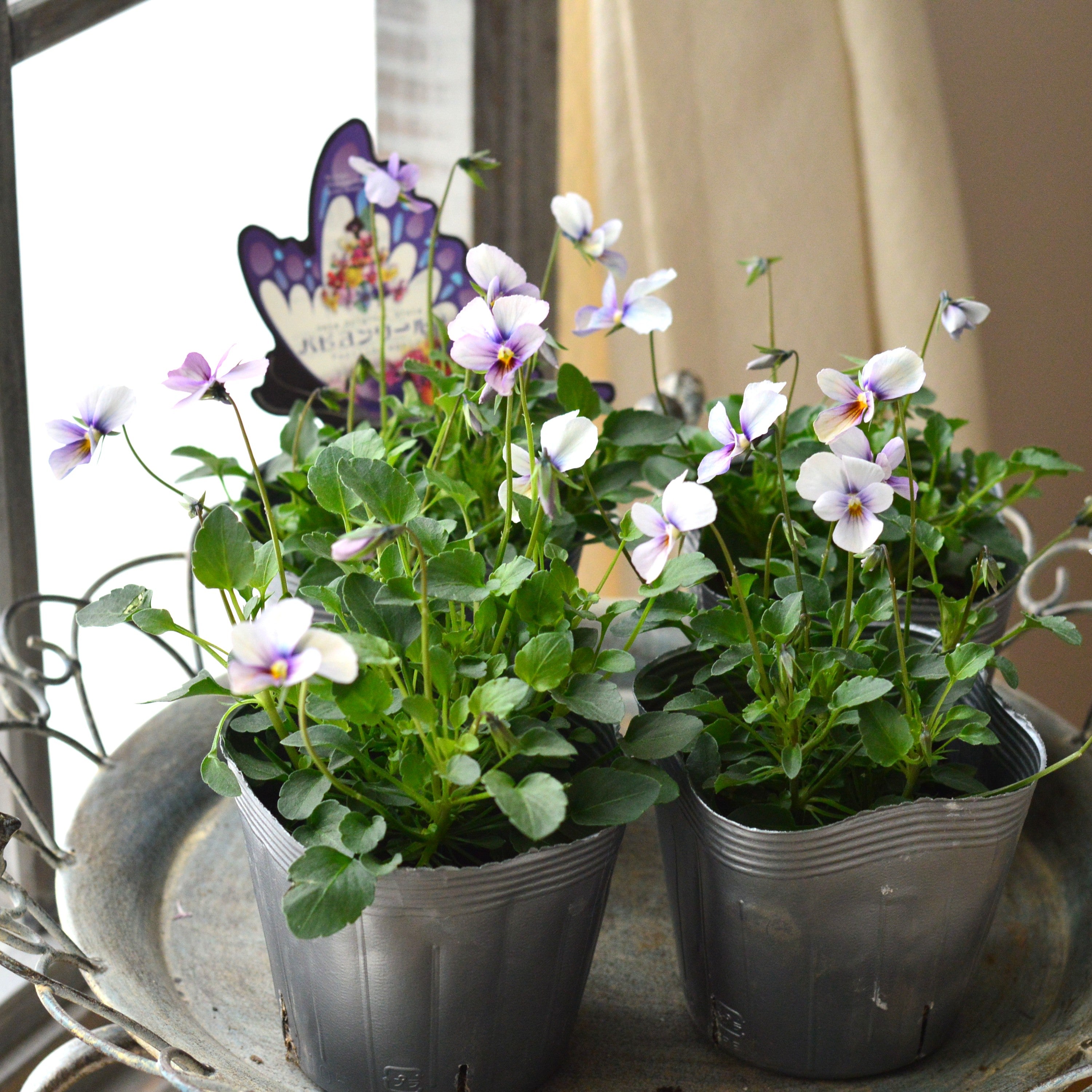 【うえたさん育種】 ビオラ 『パピヨンワールド・B』　 3.5寸POT