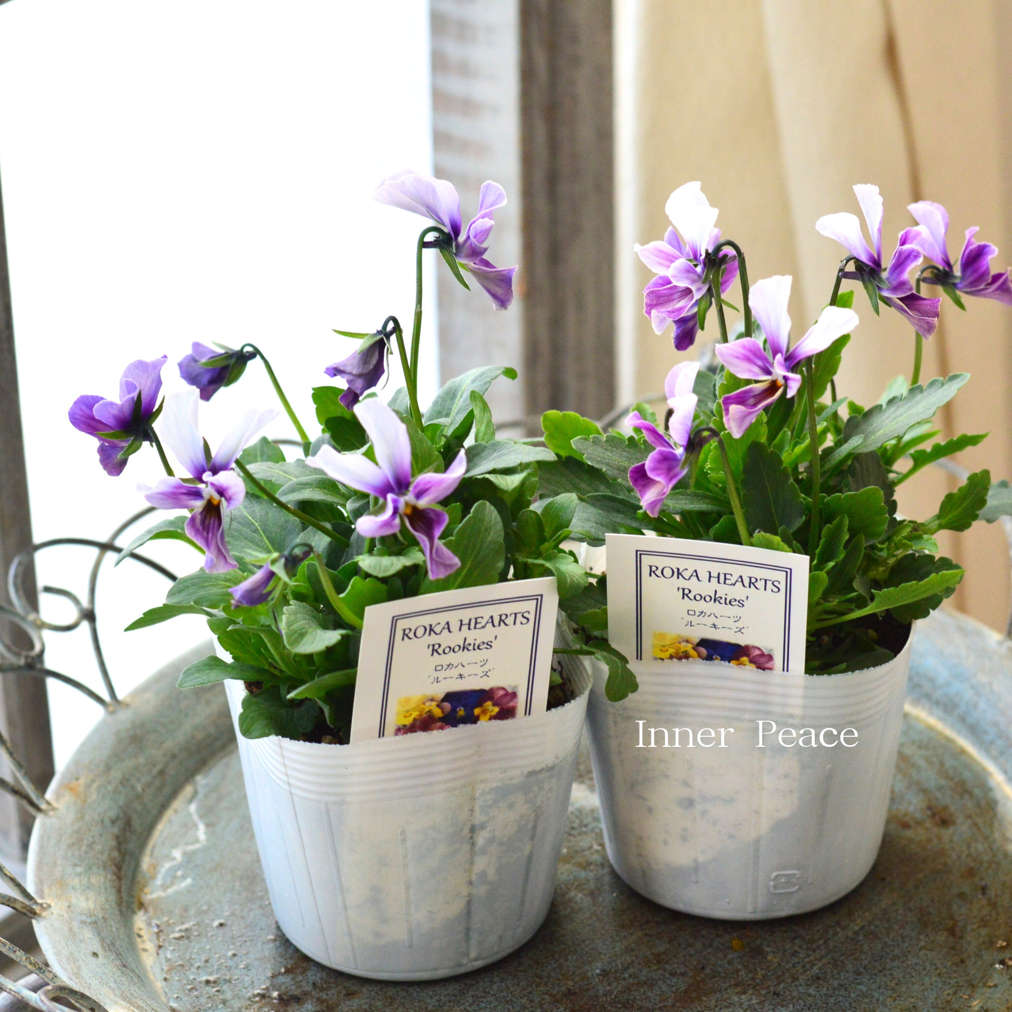 【美しい】 ビオラ　ロカハーツ　『ルーキーズ・B』　　3.5寸POT