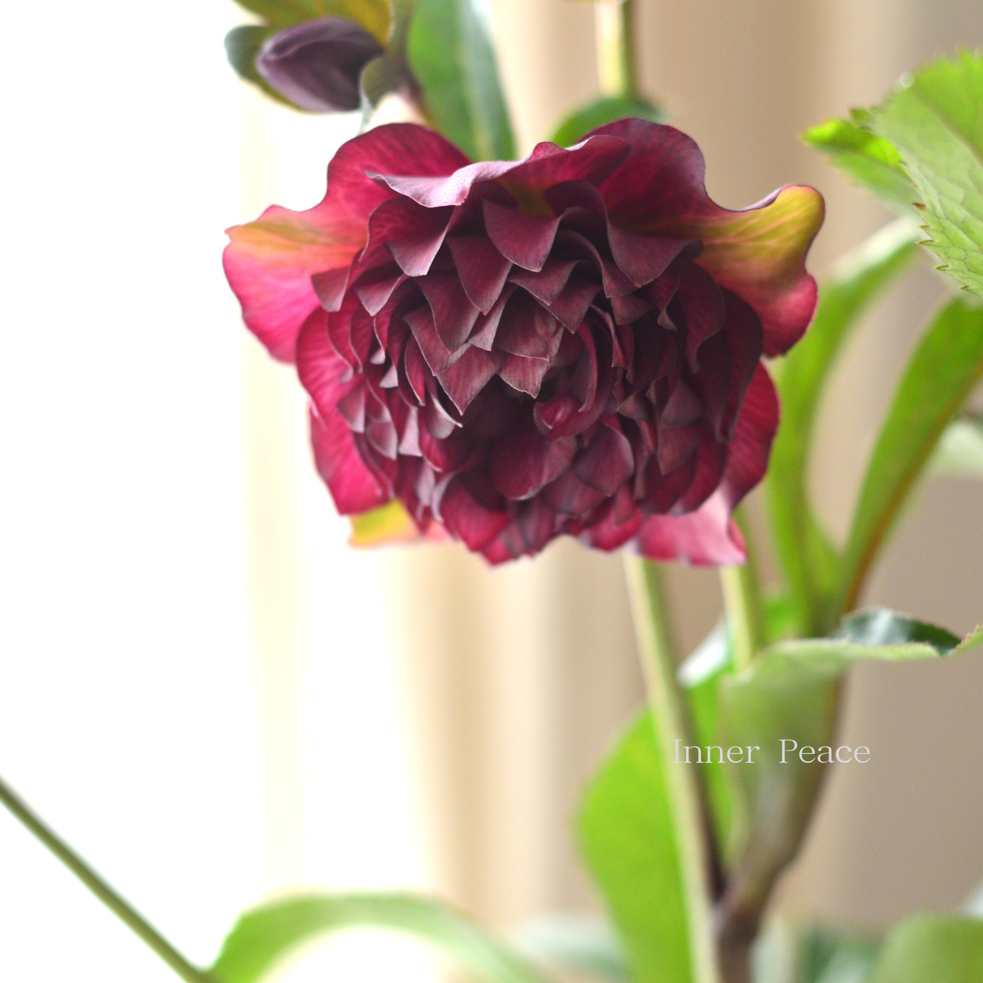 【杉光園芸さん】  クリスマスローズ 『多弁タイプ・Ｂ』　　４号ＰＯＴ