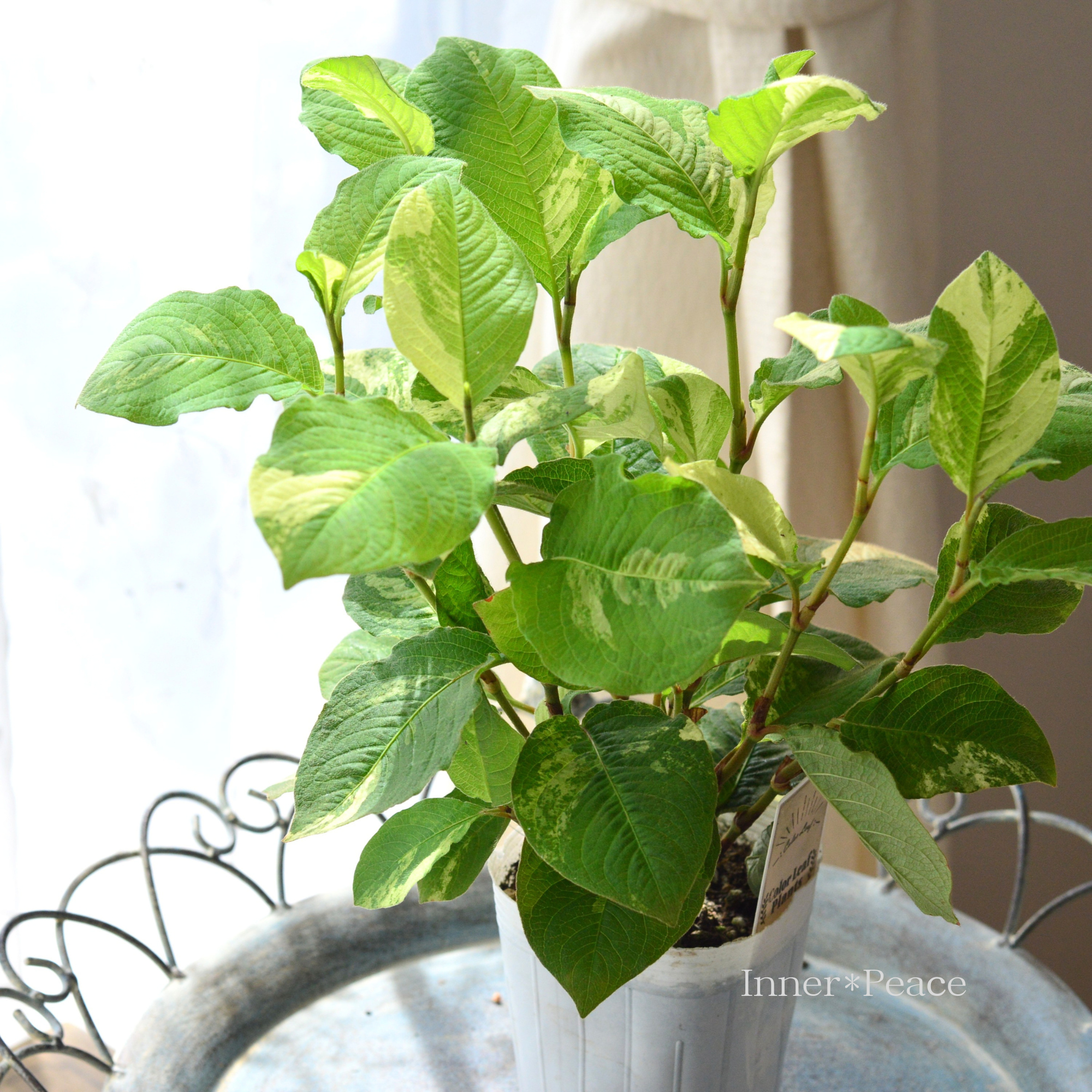 【斑入り】　ミズヒキ（水引草）　Bタイプ　　　3寸ロングPOT