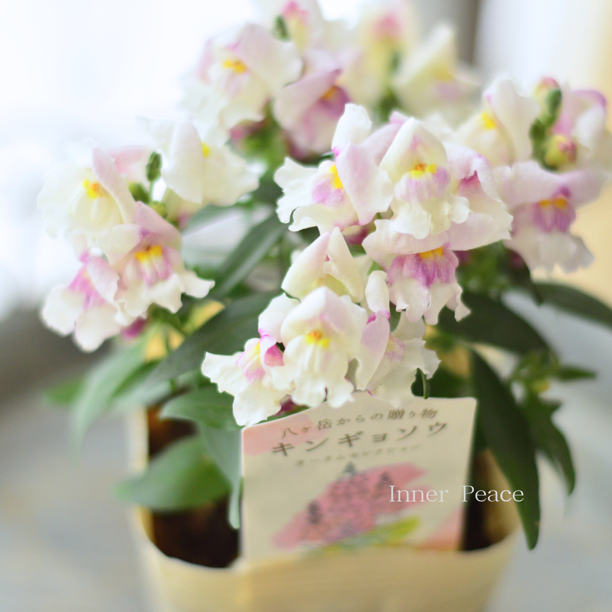 【かわいい】 キンギョソウ　『オータムセレクション　B』　　3.5寸POT