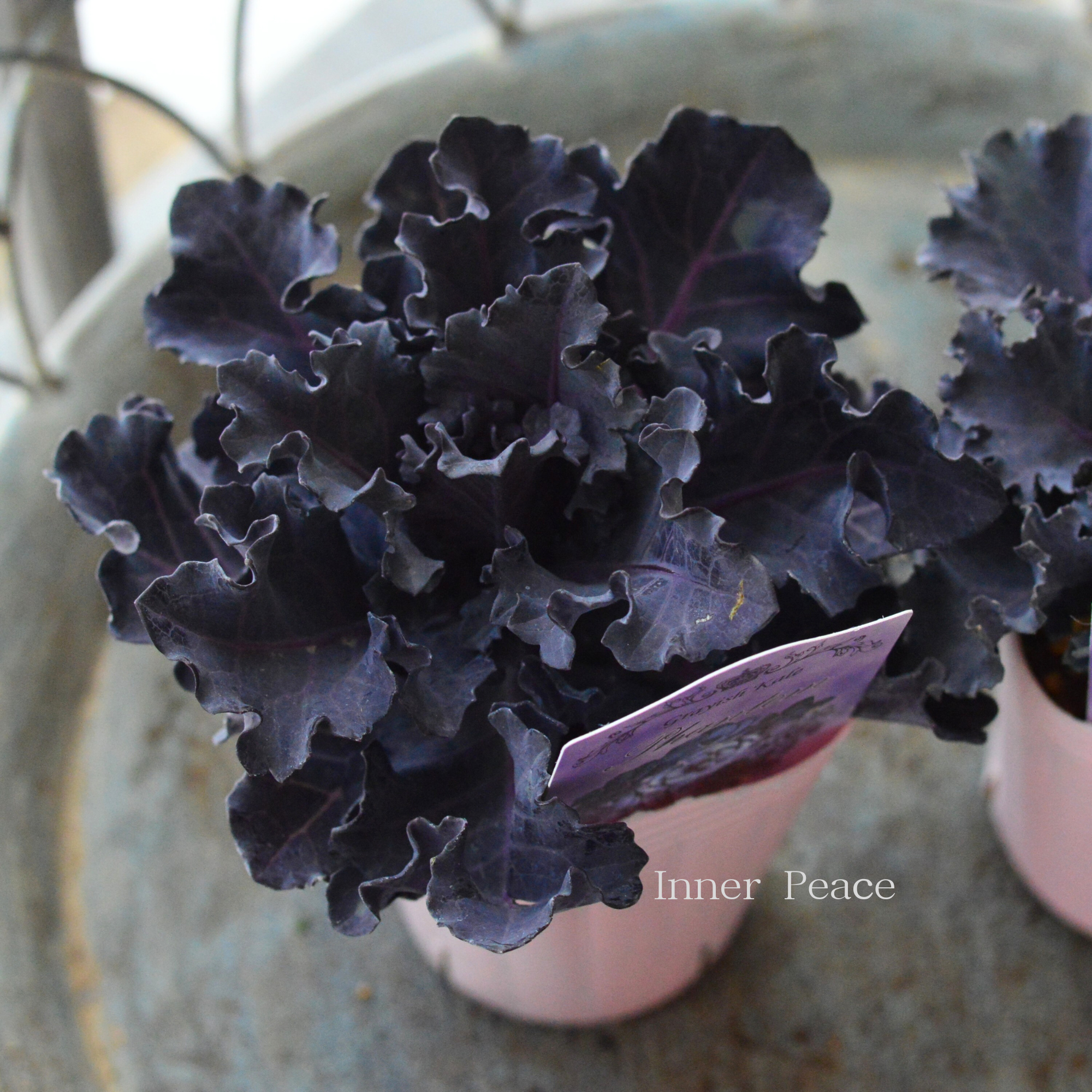 【k-plantsさん】 グレイッシュケール　『ファントム・B』   2寸POT